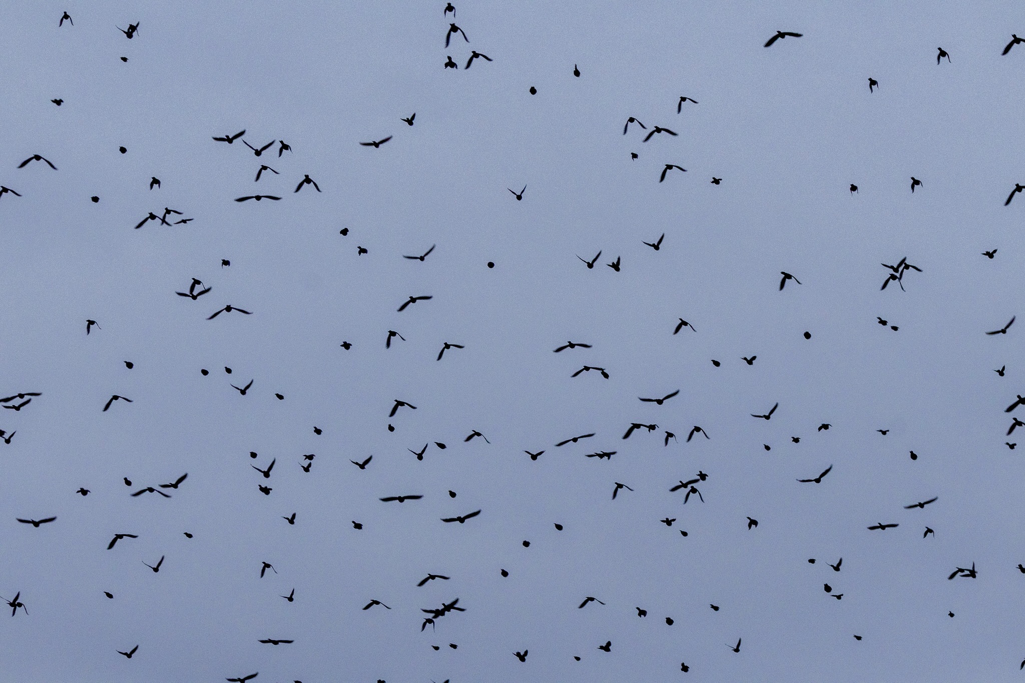 A flock of common grackles fills the blue sky overhead.