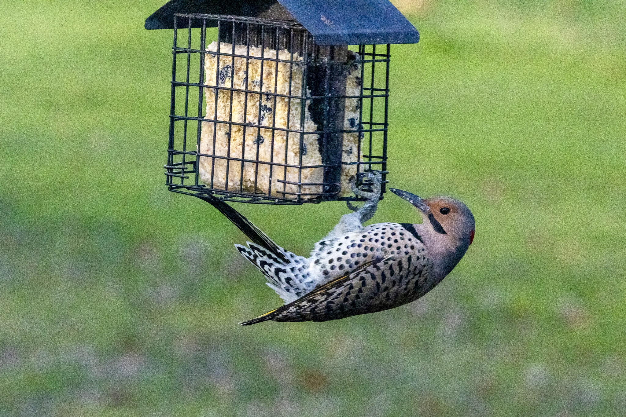 Northern flicker clings to the bottom of a suet cage, its beak ready to pluck at the suet.