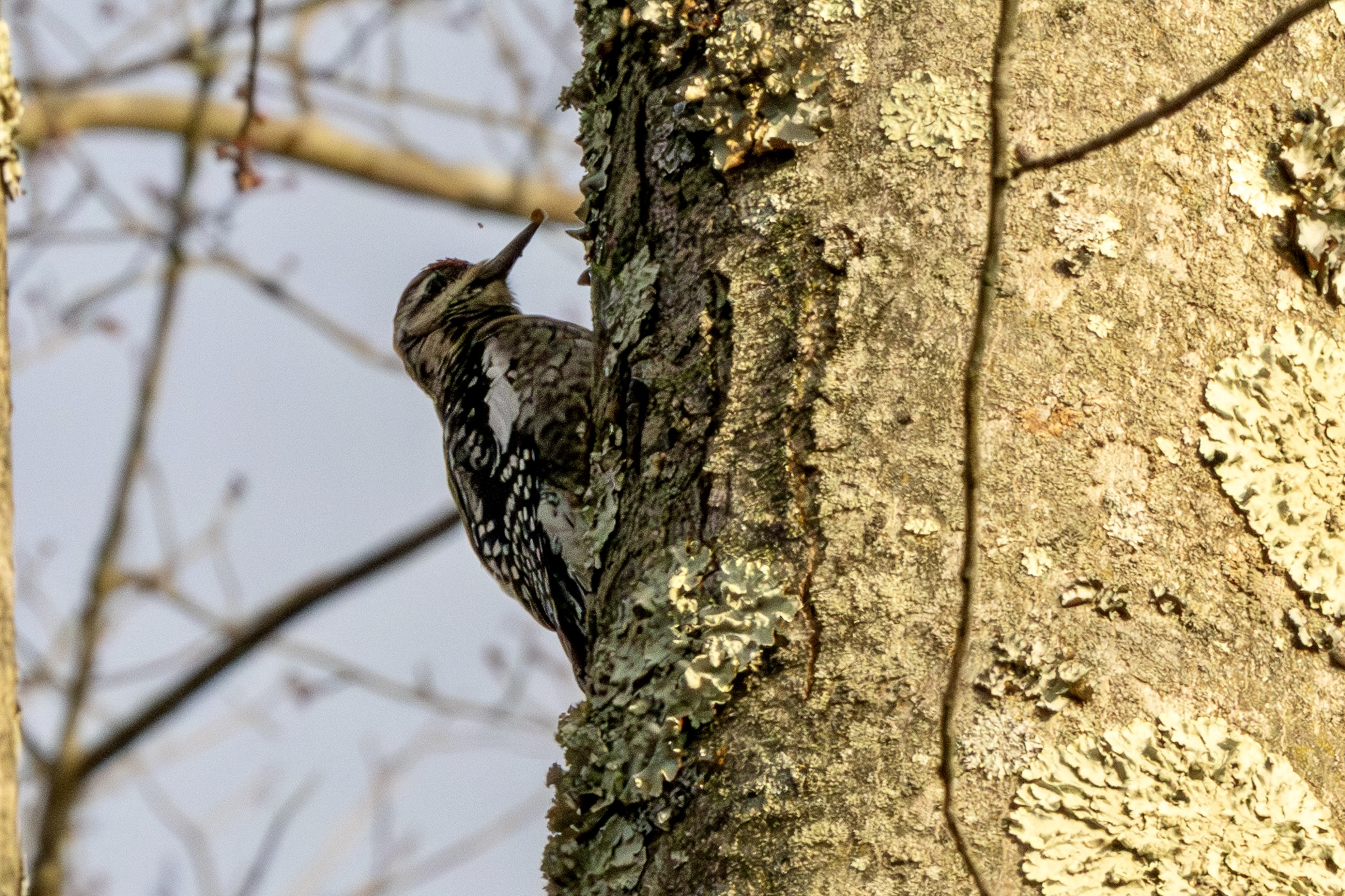 A yellow-bellied sapsucker pecks the bark on the trunk of a tree.