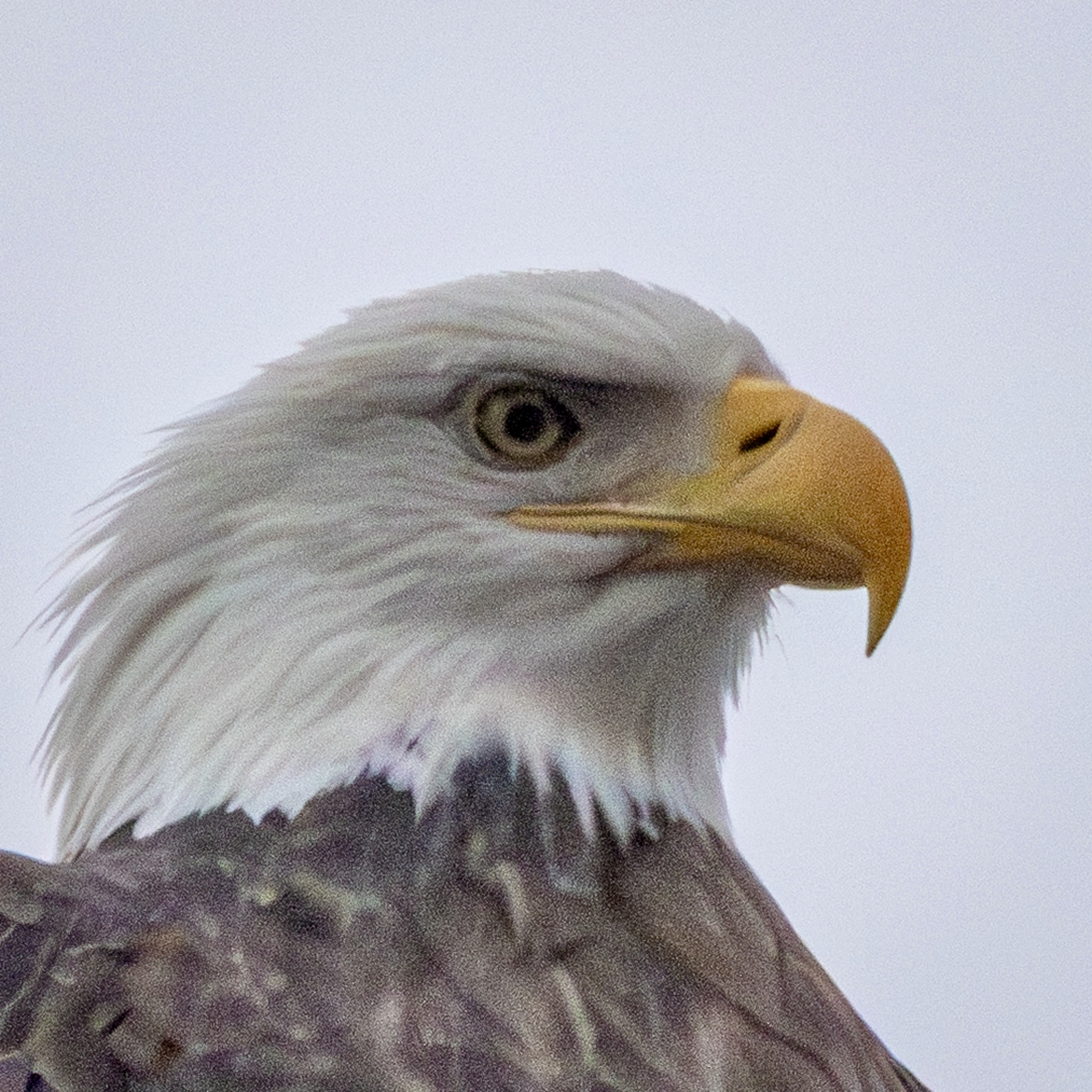 The head of a bald eagle, with wisps of white feathers showing on its neck.