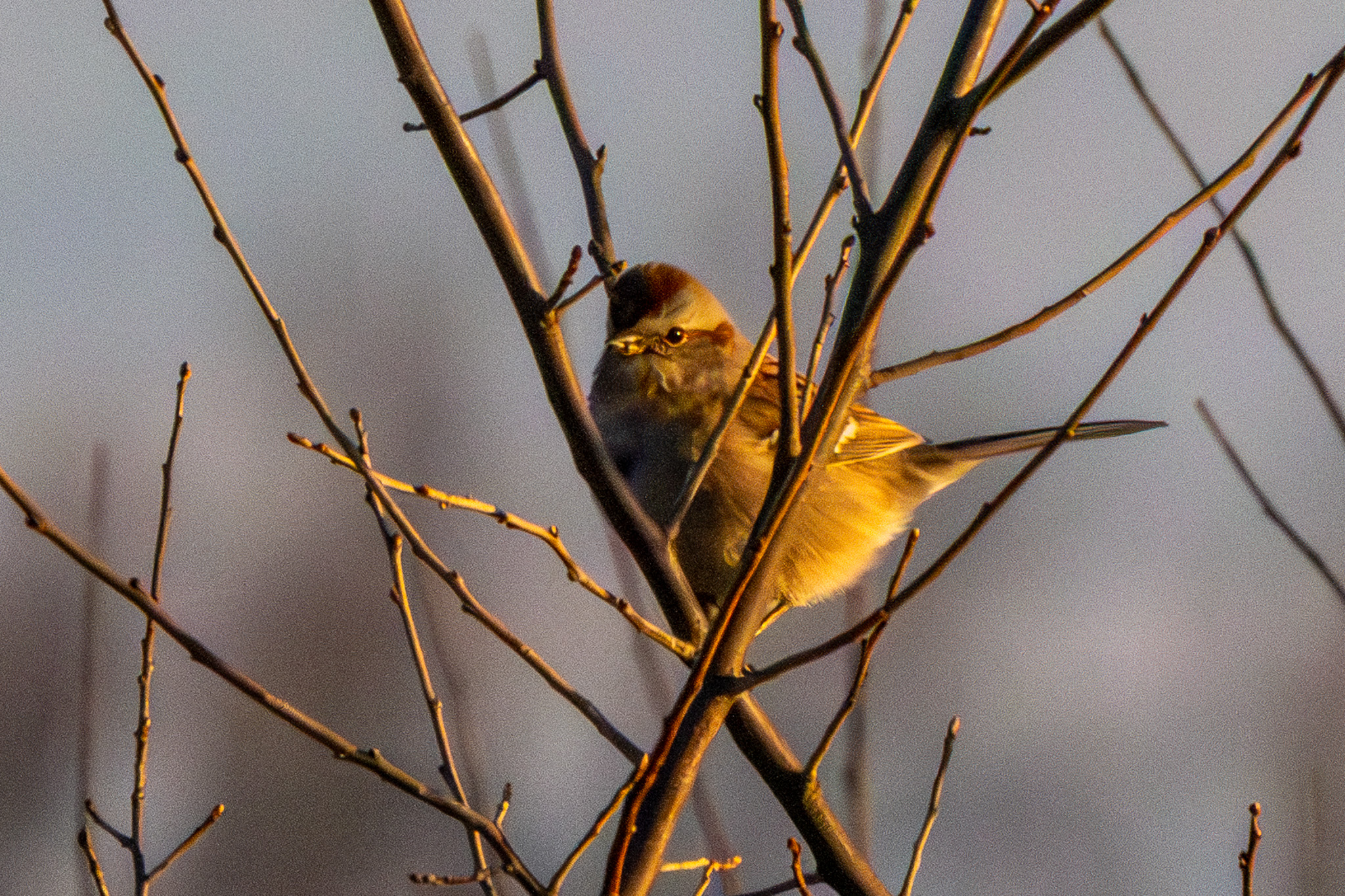 An American tree sparrow perches amid criss-crossing tree branches.