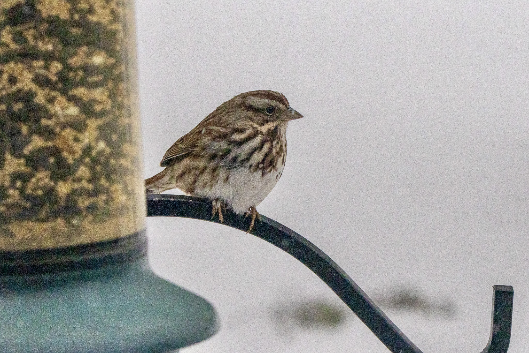 Song sparrow perched on a shepherd's hook beside a tube feeder full of bird seed.