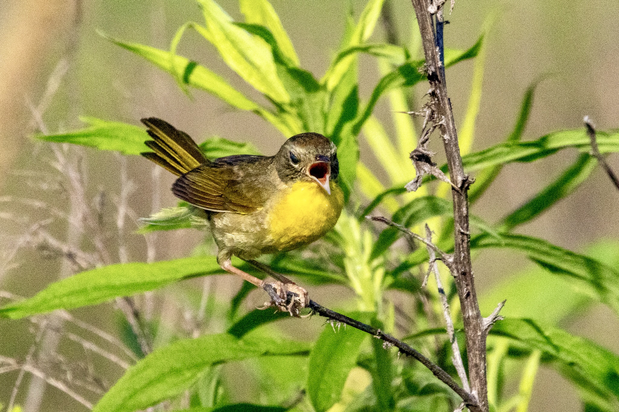 A female common yellowthroat, perched on a small brown branch in front of long green leaves, opens her beak wide to sing, almost appearing as if she's angry.