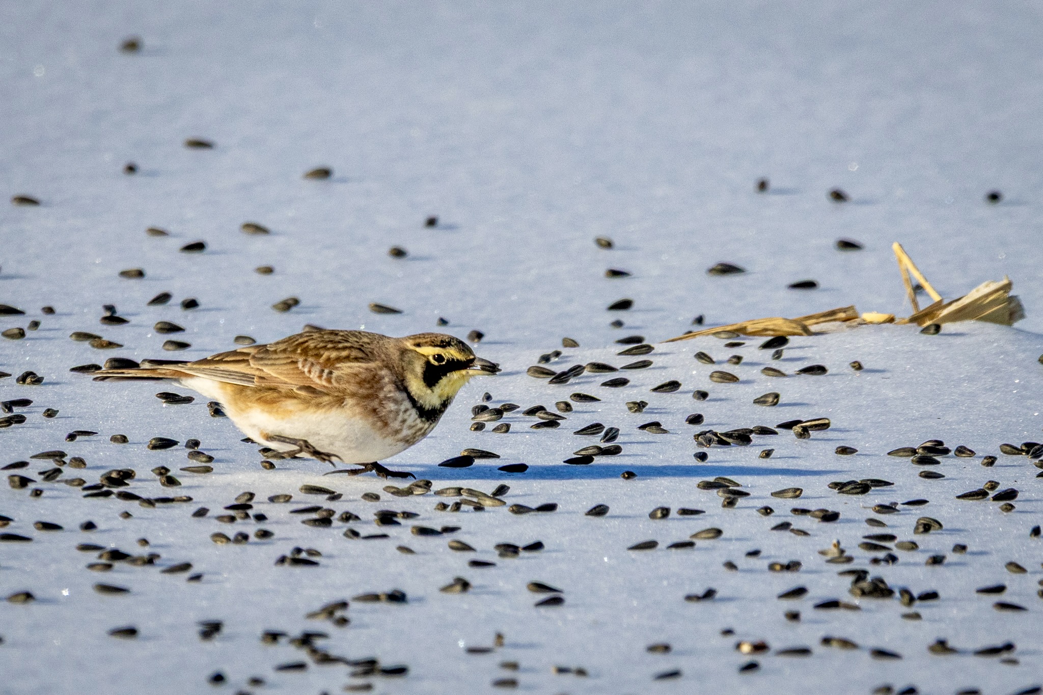 A horned lark forages on a snow-covered field on which black seeds have been liberally scattered.