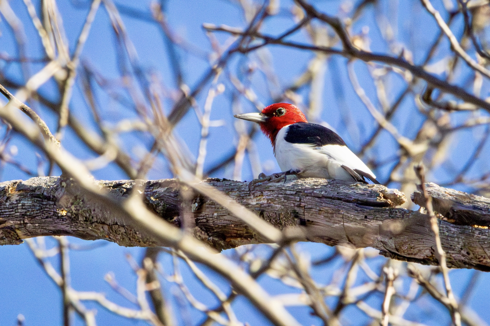 Red-headed woodpecker sitting on a nearly horizontal tree limb.