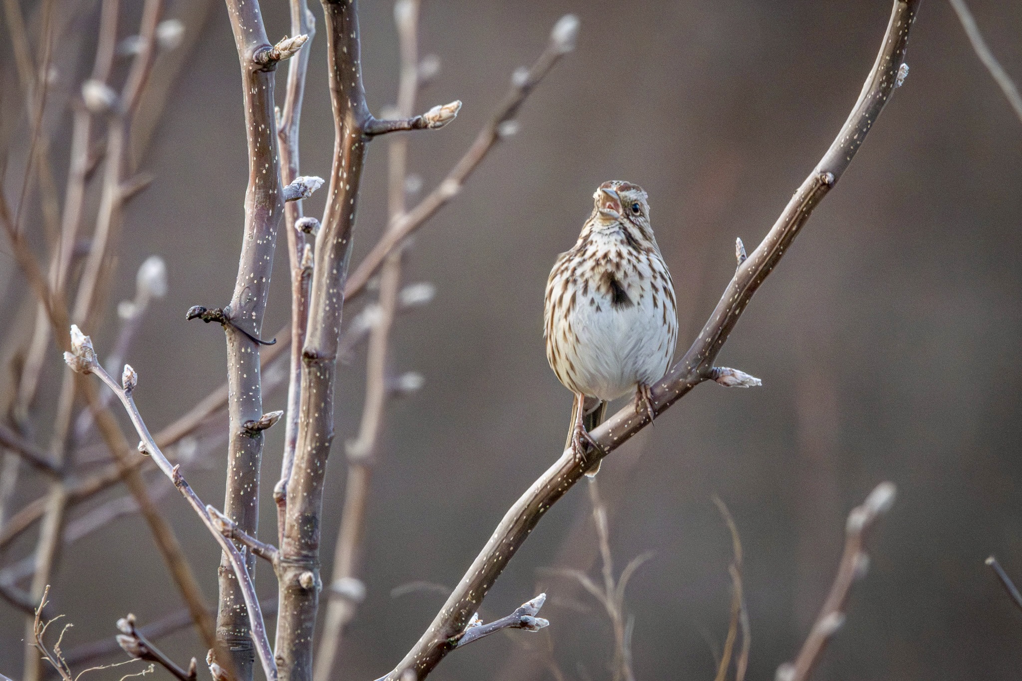 A song sparrow, with its beak wide open and its tongue visible inside, belts out its song while perched on a diagonal tree branch.