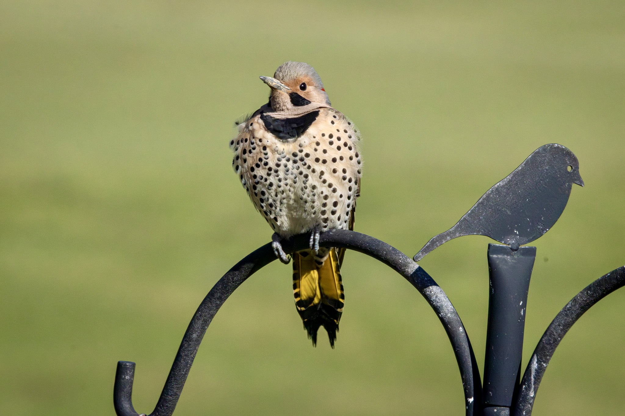 A male Northern flicker basks in the sunshine while sitting atop a round double shepherd's hook arm, with green grass in the background.