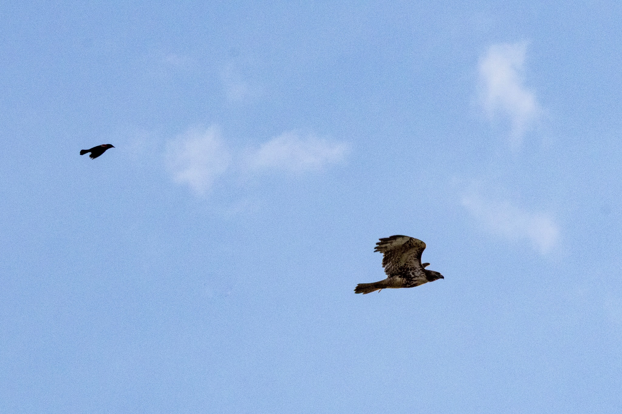 Flying left to right against a bright blue sky with a few small clouds, a red-winged blackbird chases a red-tailed hawk.