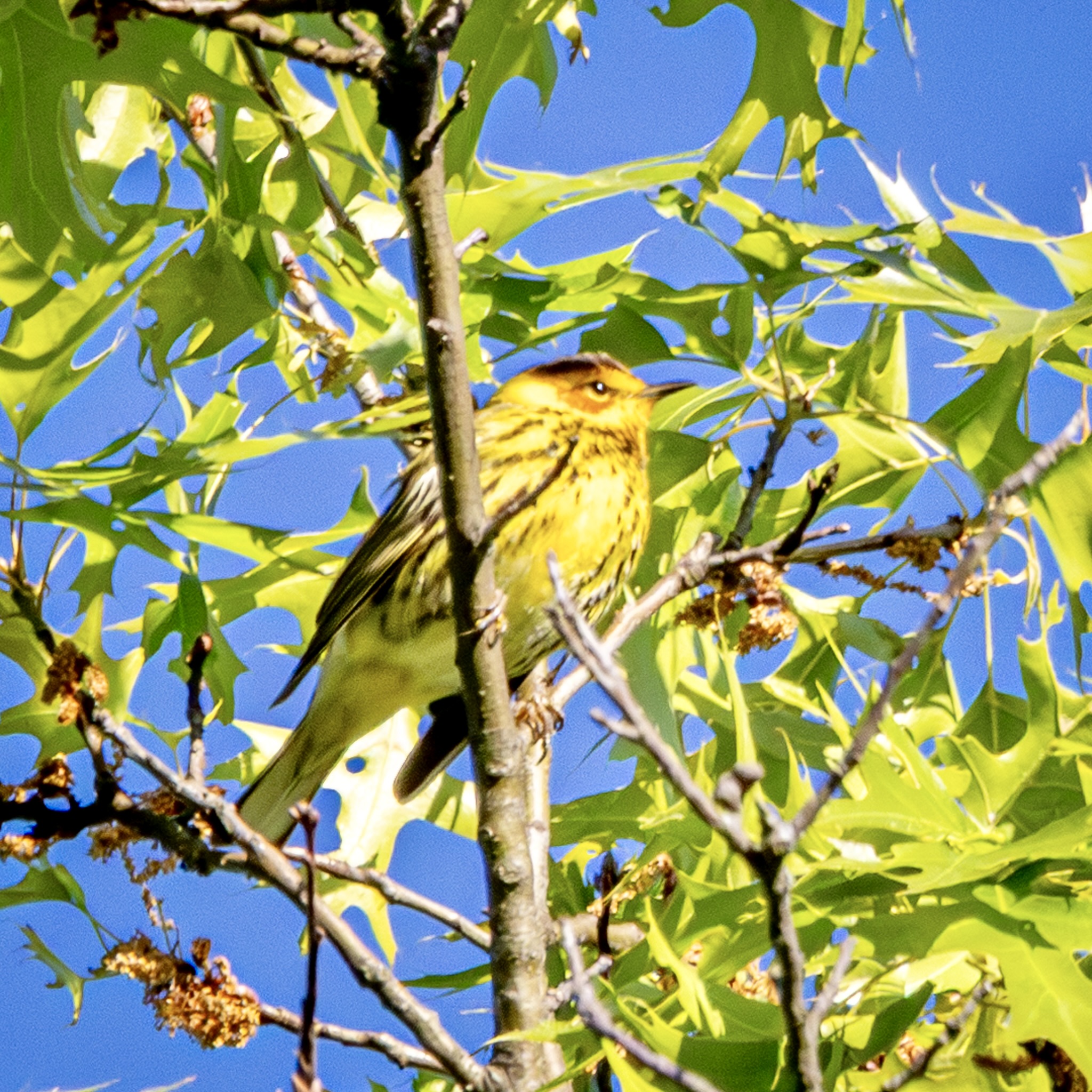 Cape May warbler perched among green tree leaves. The bird is mostly yellow with brown streaking and an orange spot ringing its eye, mostly below.