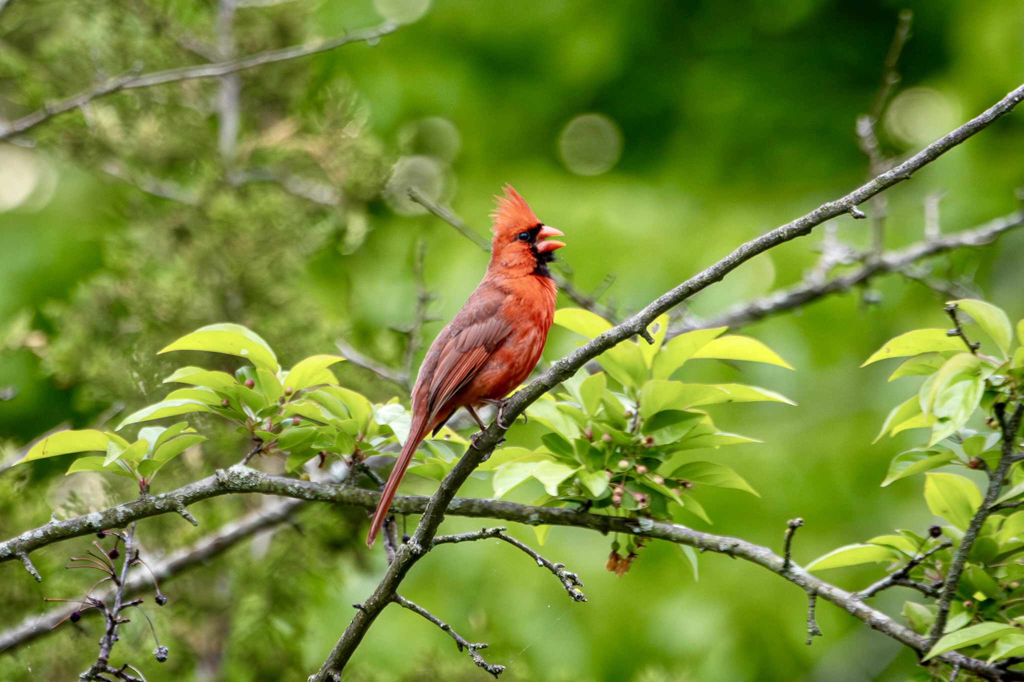 Northern cardinal, beak open, sings from a bare tree branch surrounded by lush green-leaved branches.