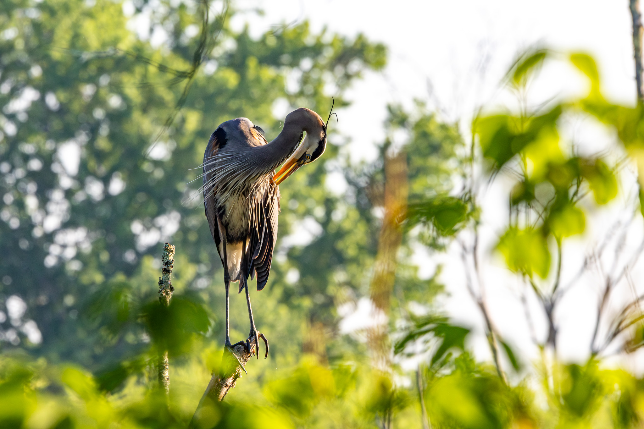 A blue heron preens while percheed atop a tree in a swamp.