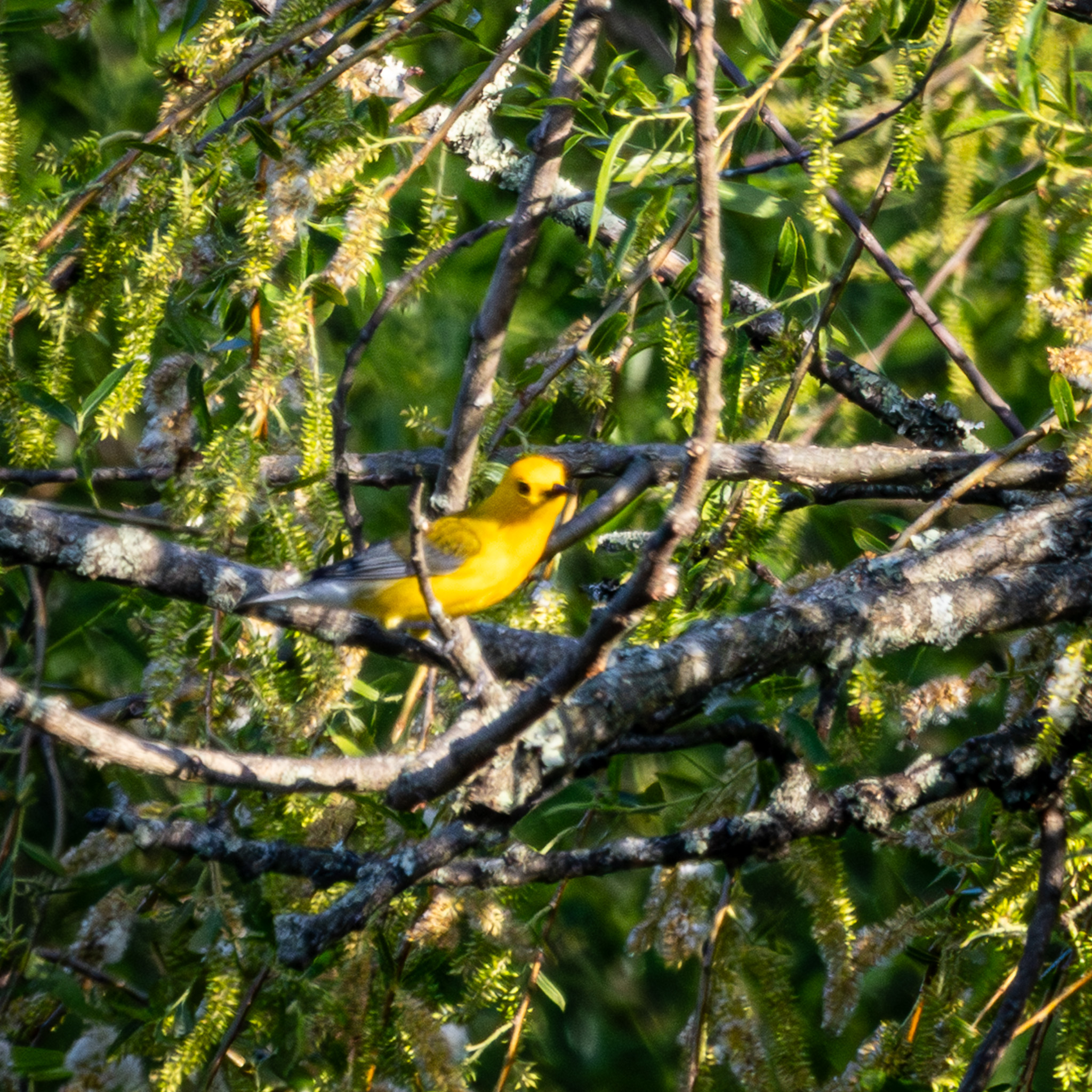 A prothonotary warbler perches on a branch in a tree.