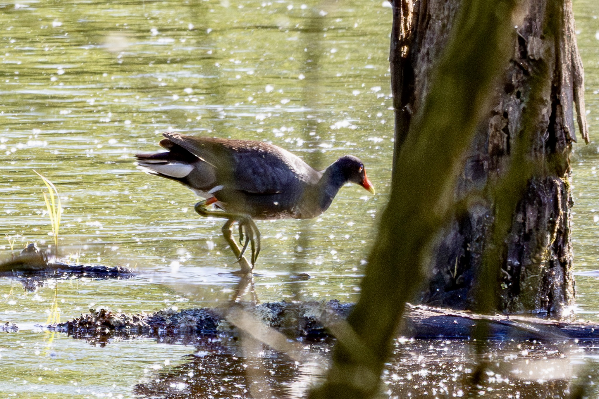 A common gallinule -- dark body and head, red and yellow bill -- wades along the edge of a log in a swamp near a tree trunk.
