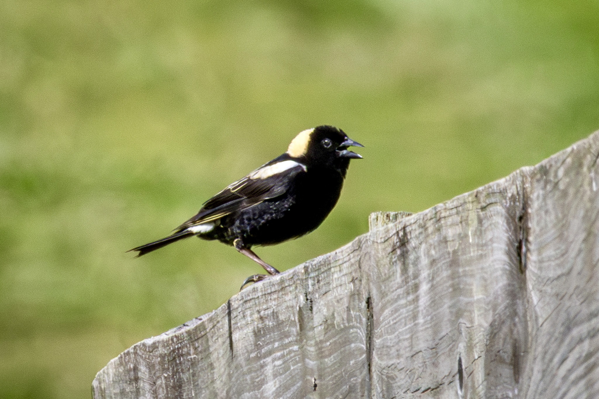 Bobolink perched atop a gray wood fence, with green grasses behind it.