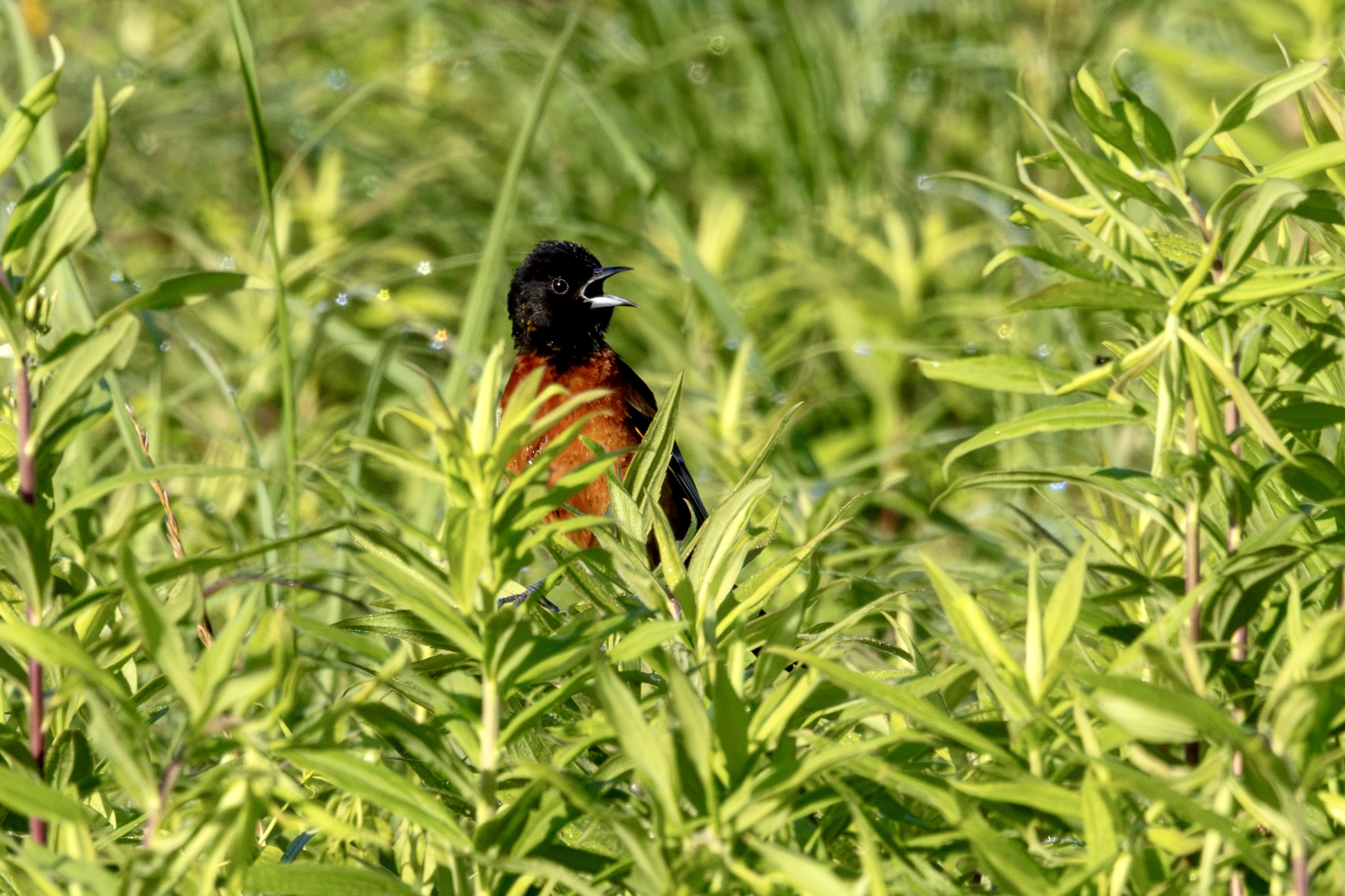 An orchard oriole calls from tall green plants. Its head iand wings are black, its breast a deep shade of orange, and its beak is mostly black on top and silver on the bottom.