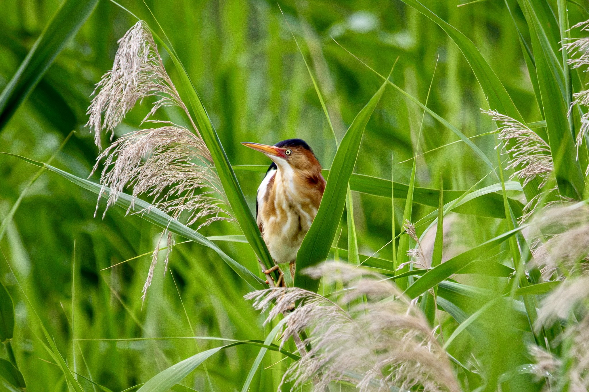 A male least bittern looks to its right as it sits on a green stalk.
