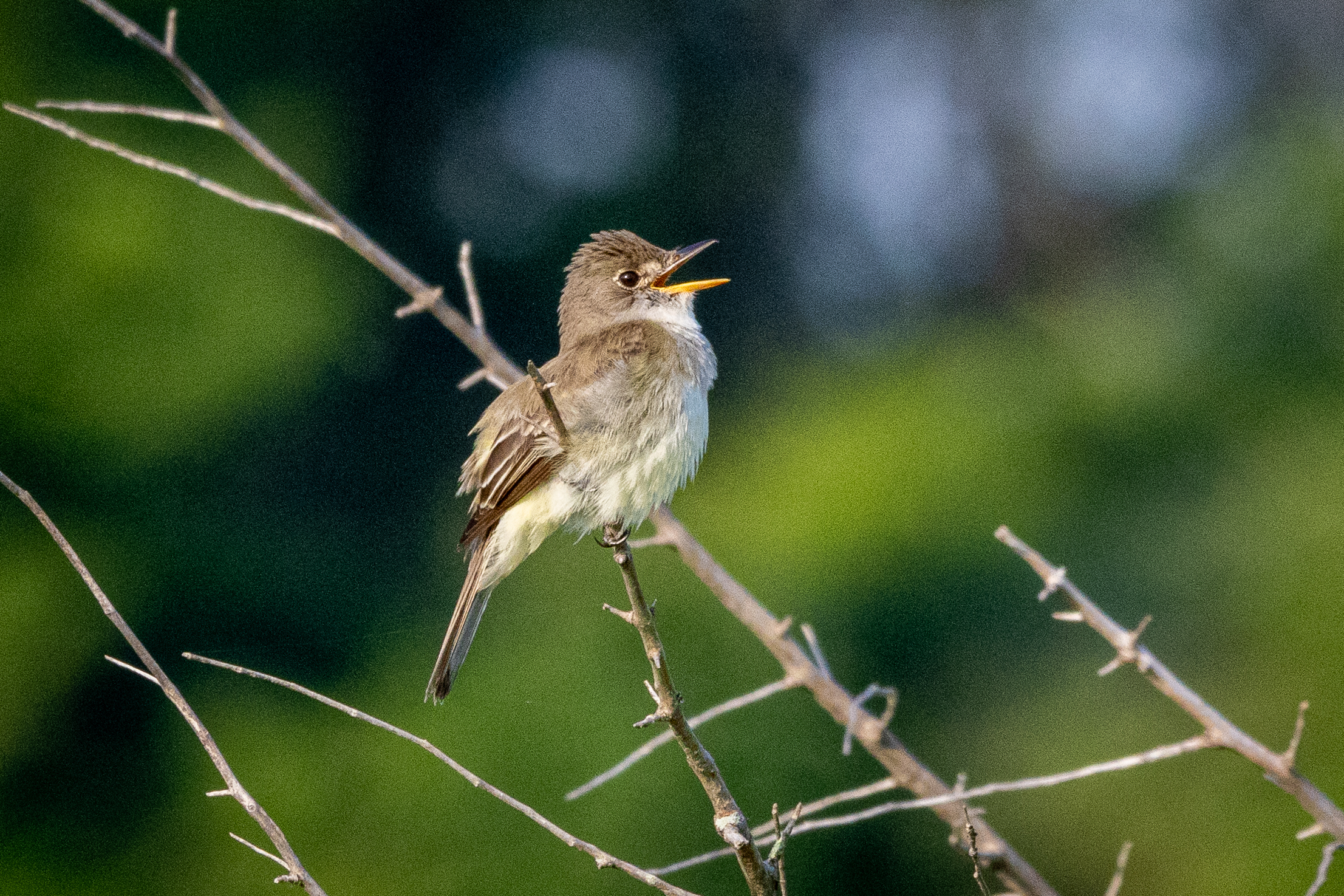 A willow flycatcher sings with its beak wide open as it perches on a small tree branch.