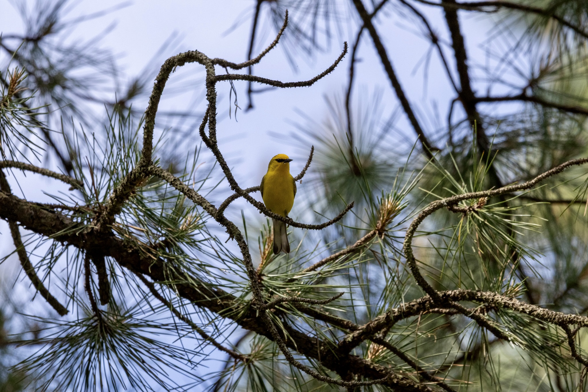 A blue-winged warbler perches in a pine tree. The bird is yellow, with a black beak and a black eyeline.