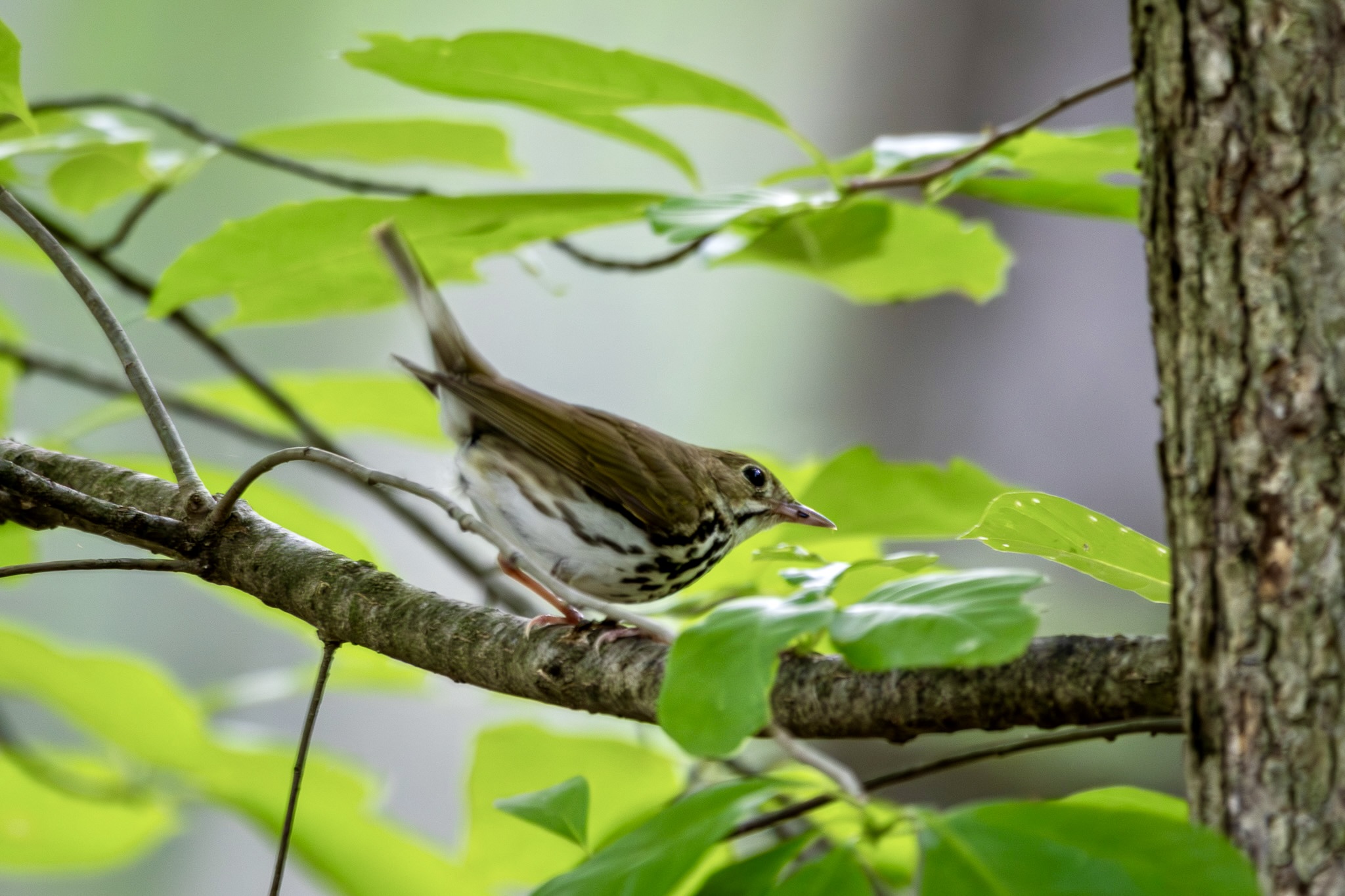 An ovenbird leans forward on a horizontal tree branch. Green leaves are behind and above the bird, which has streaks of brown on its white breast and a white eye ring.