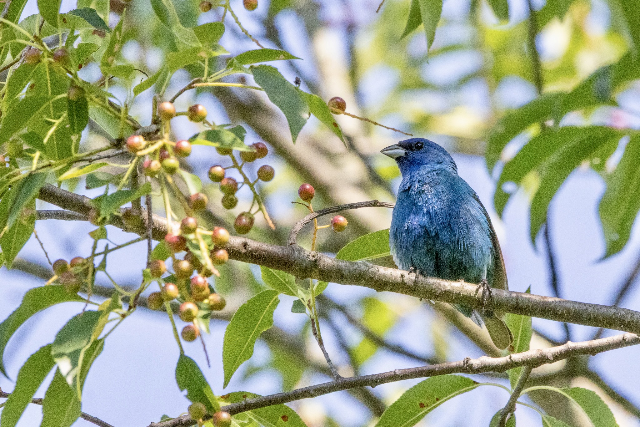 A deep blue indigo bunting sits on a tree branch near red mulberries.