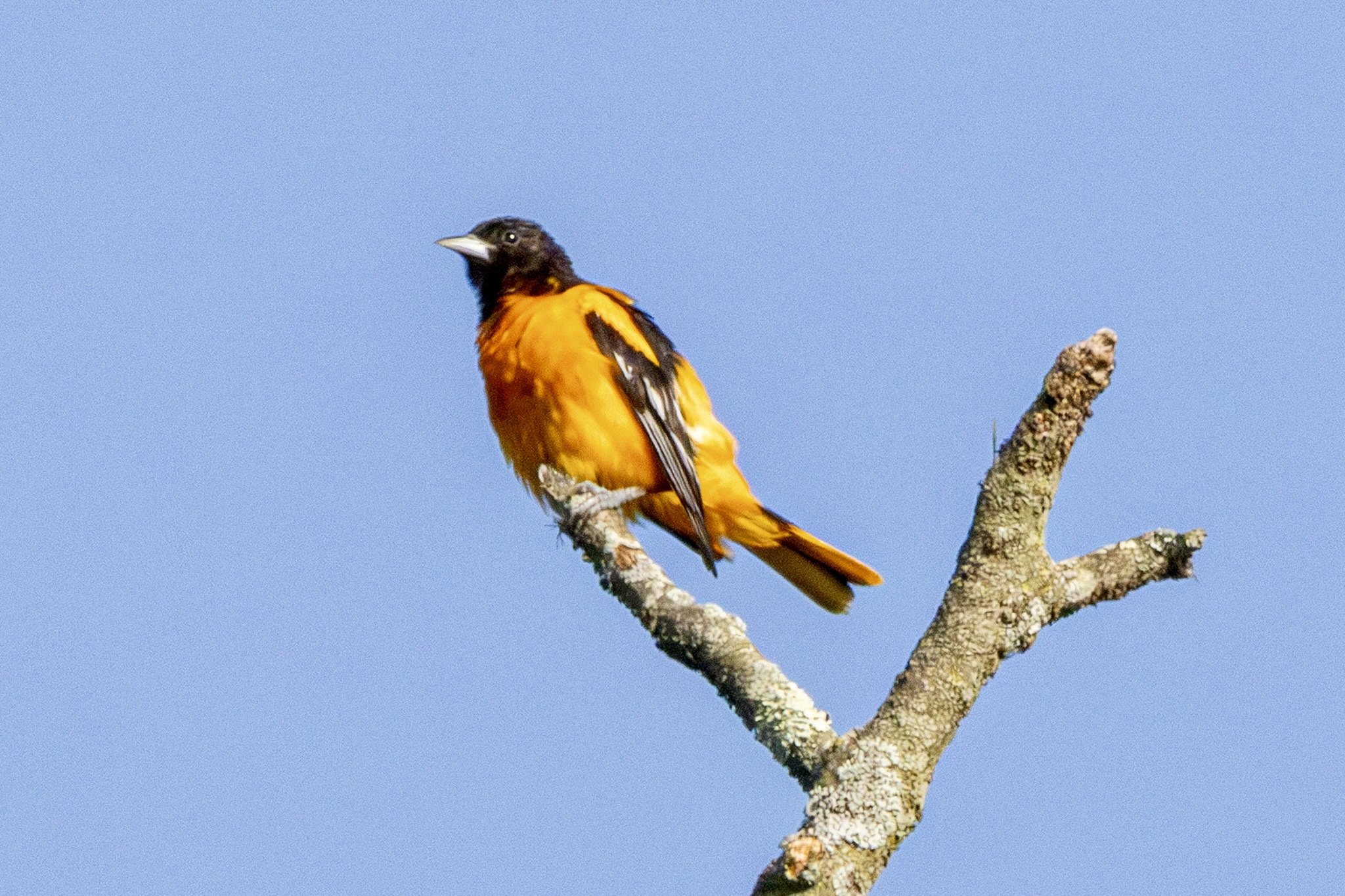 A male Baltimore perches on a treetop branch.