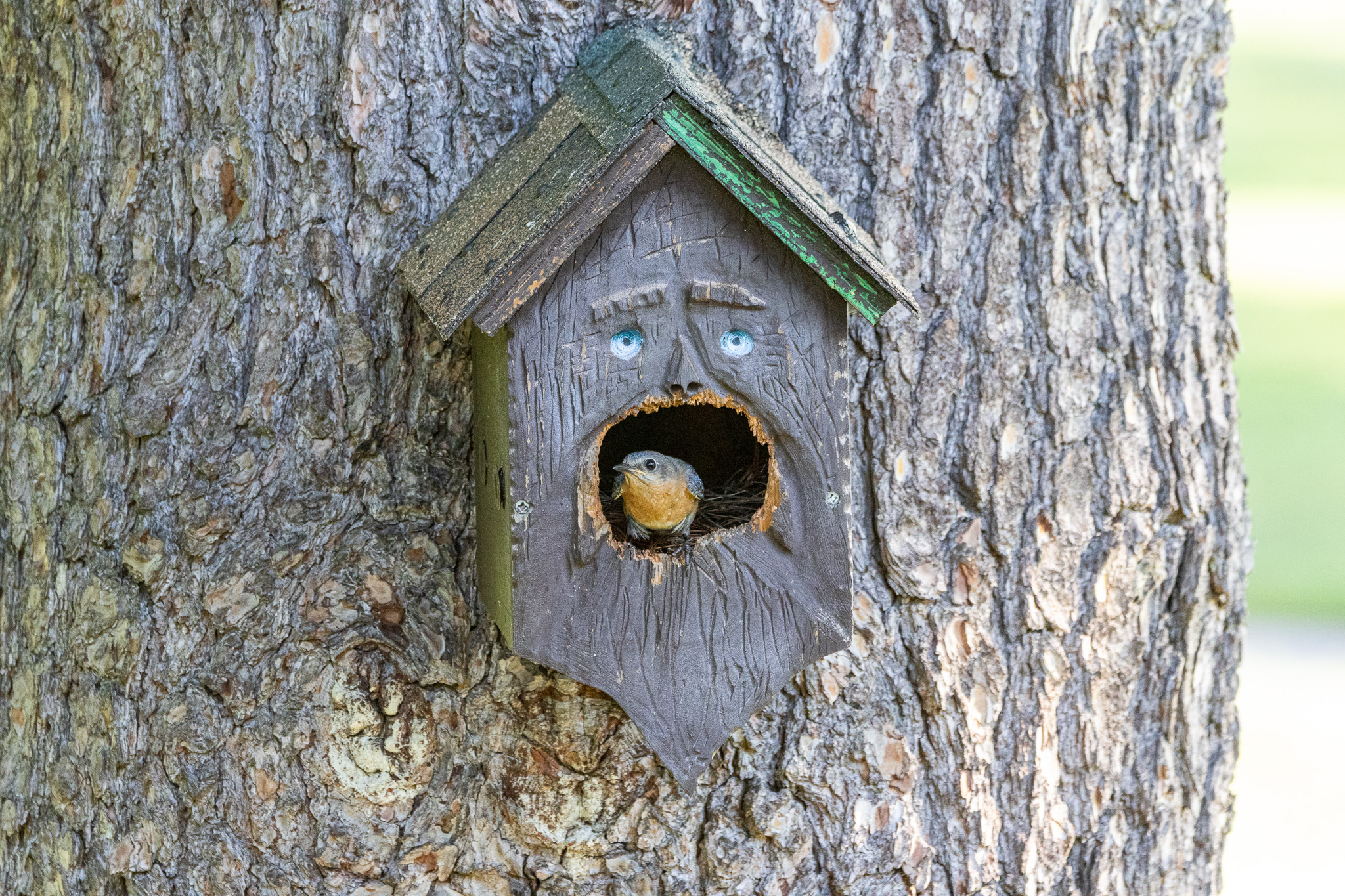 An Eastern bluebird peeks out of the entry hole of a carved wooden bird house that has to eyes to make its front look like a human face.