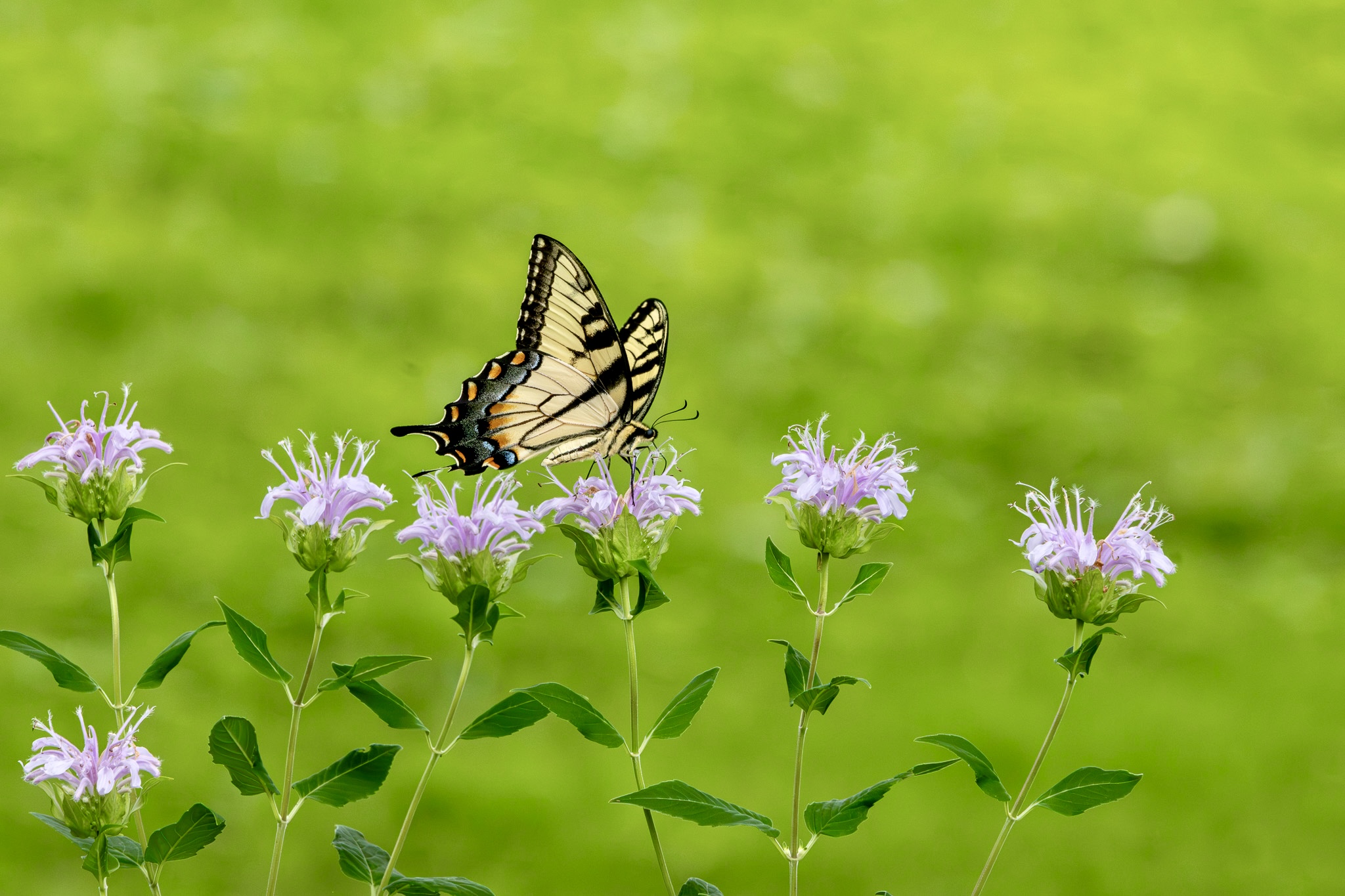 An Eastern tiger swallowtail butterfly -- with black trim on its yellow wings -- lands on a pink wild bergamot blossom.