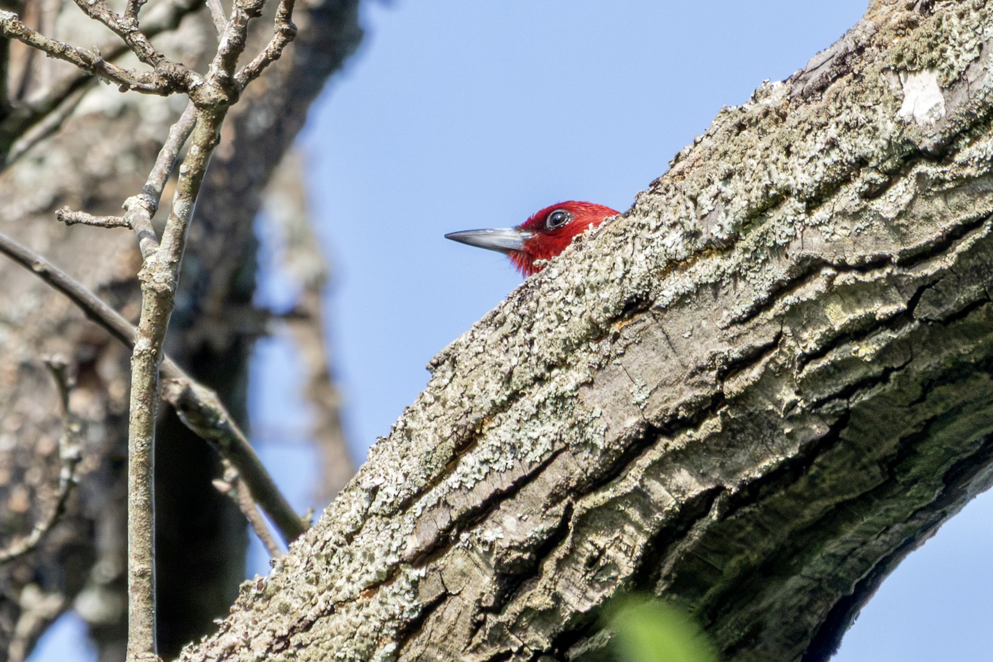 A red-headed woodpecker pokes its head out from behind a thick tree branch.
