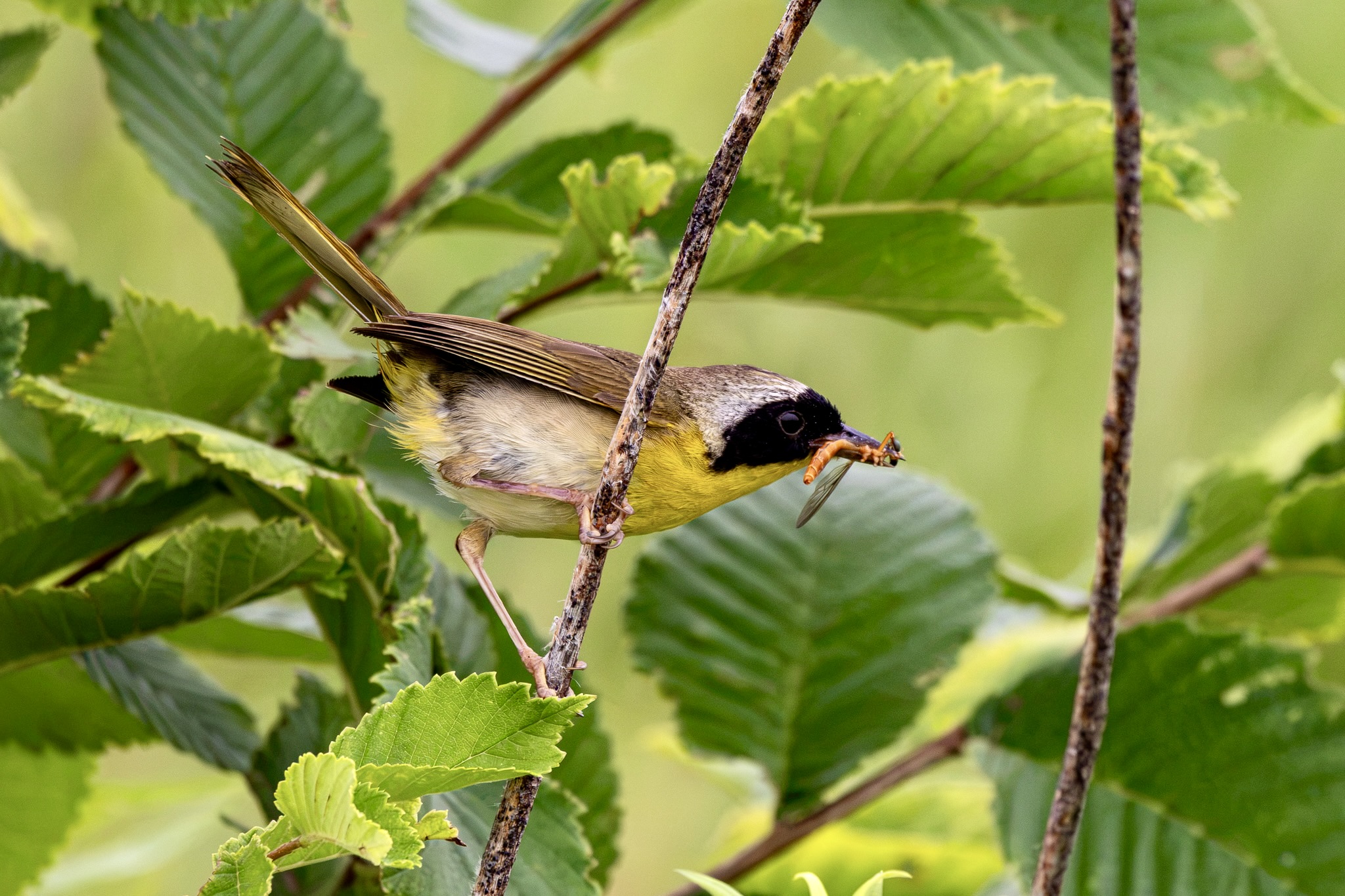A male common yellowthroat clutches an orange insect in its beak. The bird is on a small branch, with green leaves behind.