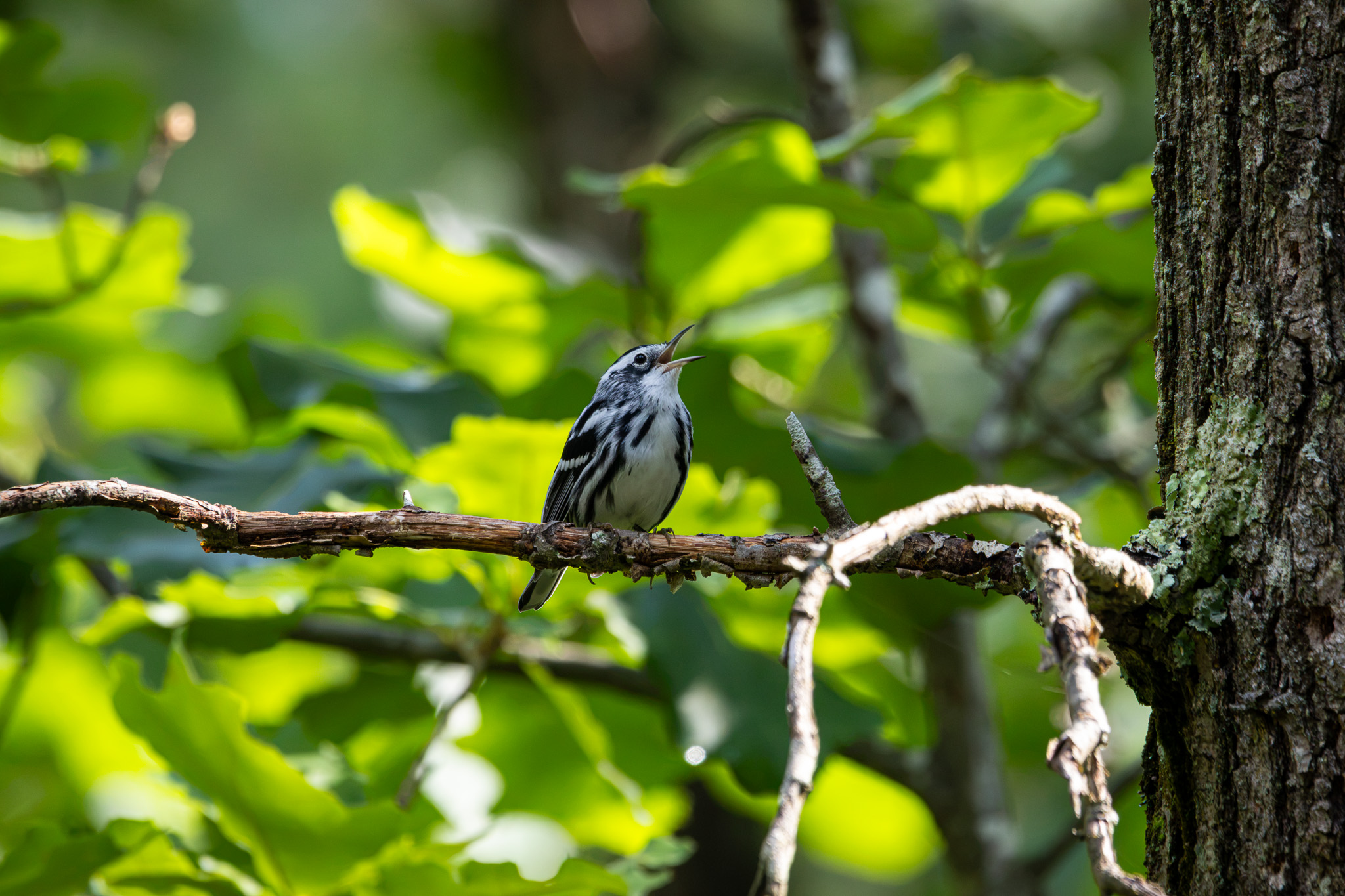 A black-and-white warbler opens its beak wide to sing while perched on a bare tree branch. Green leaves dappled by sunlight form the background.
