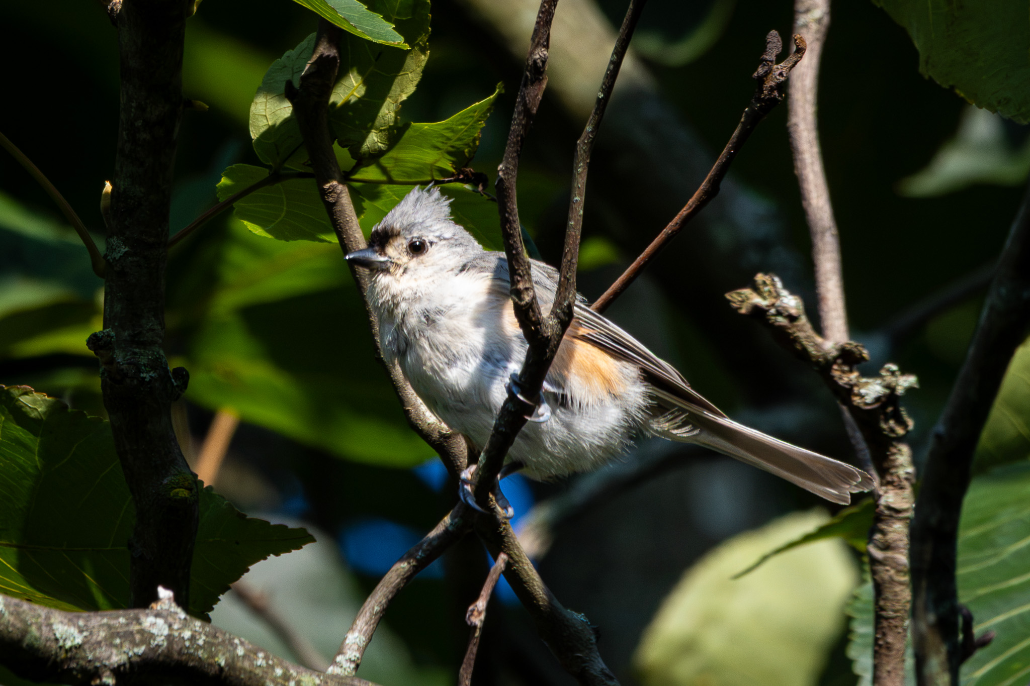A tufted titmouse peeks out from a vee of branches in a tree.