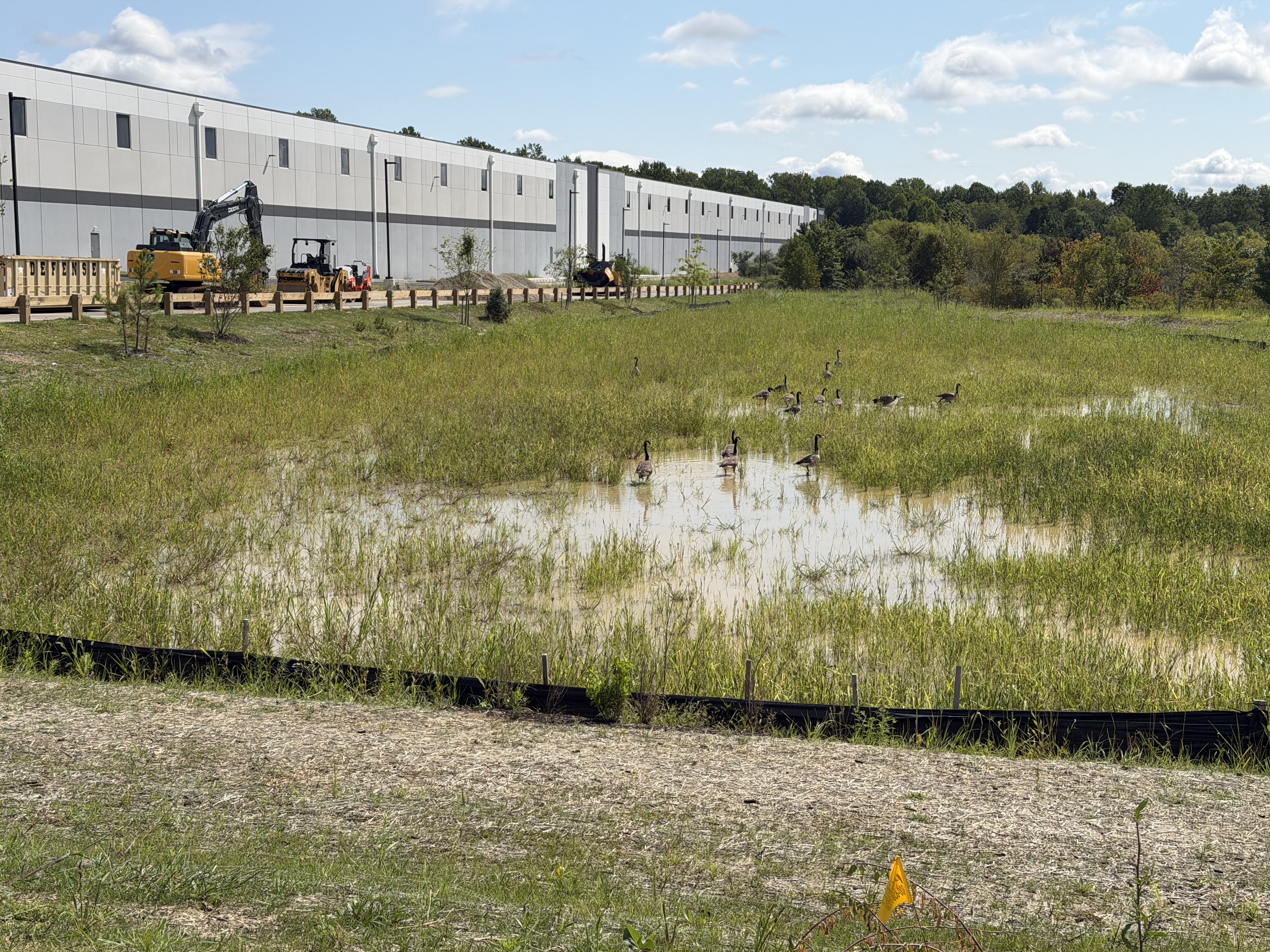 Canada geese ply the marshy area in front of one of the newly built warehouses on the site.