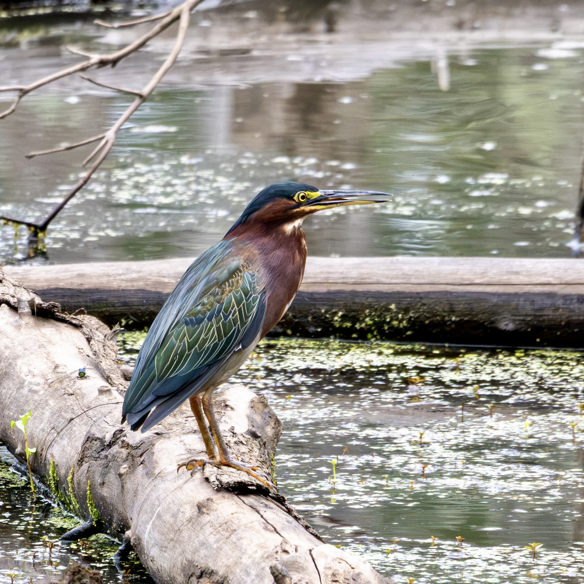 Green heron standing on a downed log in a swamp.