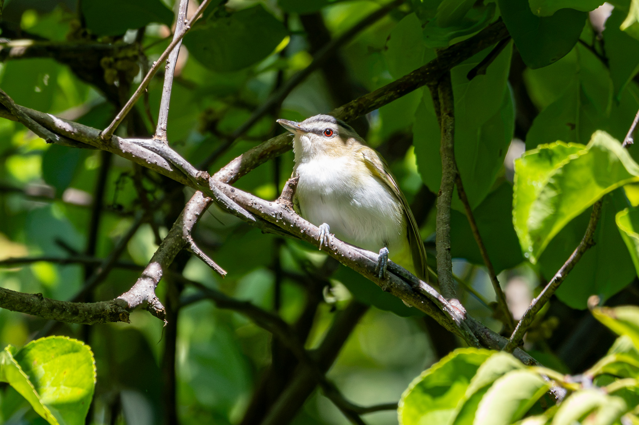 A red-eyed vireo is bathed in sunlight while perched on a tree branch.