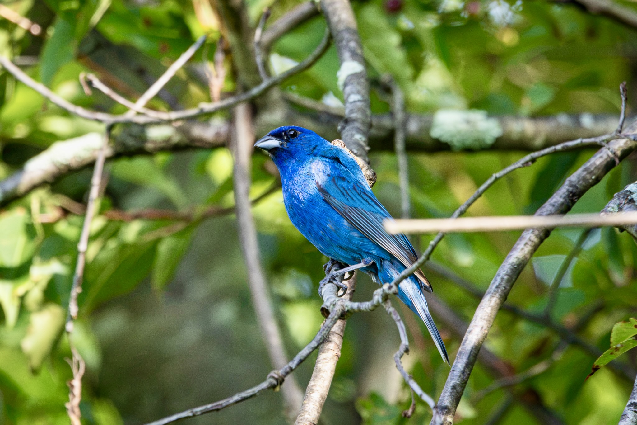 A deep blue indigo bunting perches on a tree branch, with green leaves behind him.