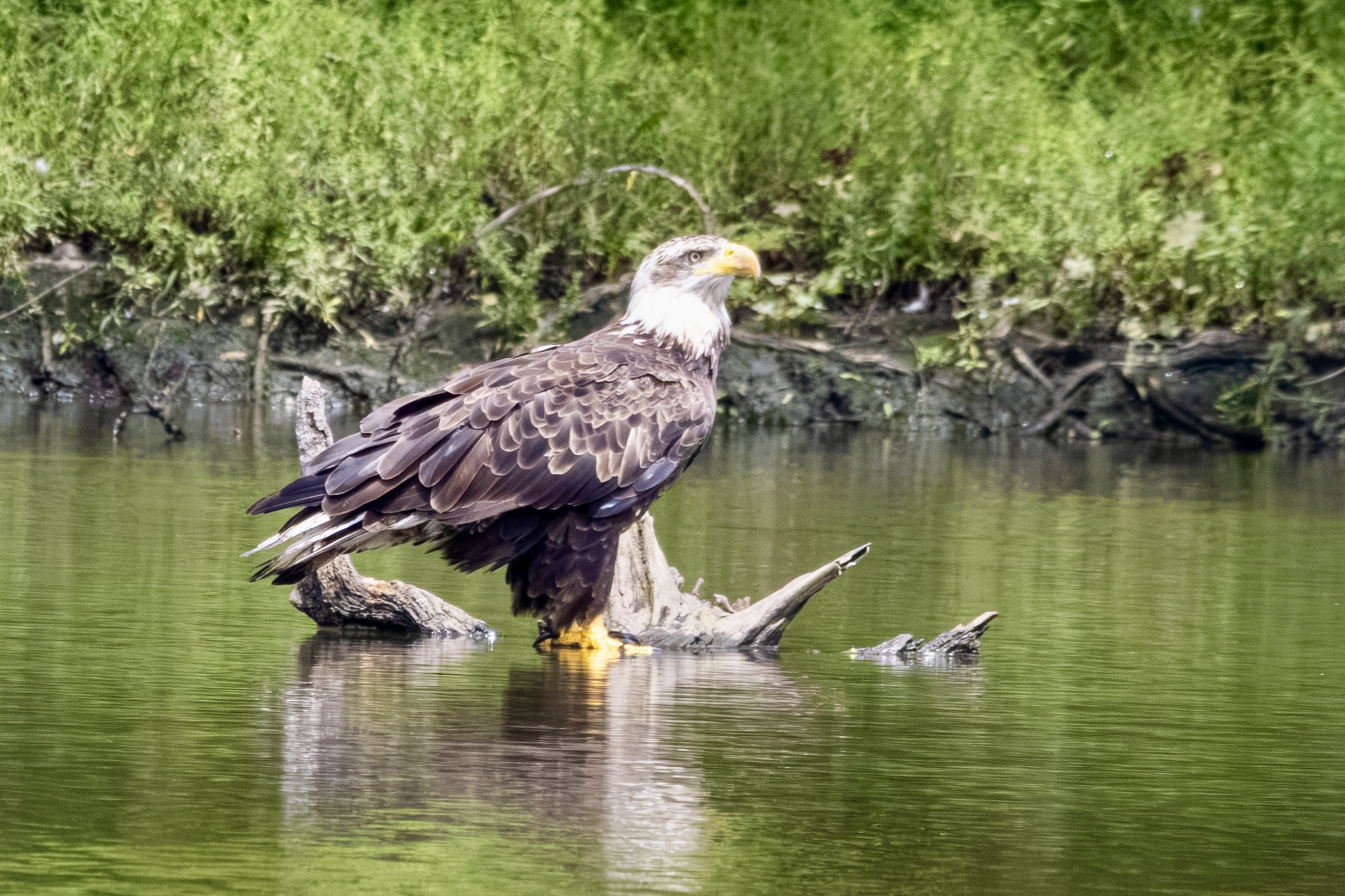 A bald eagle lifts its head up and looks toward the sky. The bird has a white head, brown body and yellow talons.