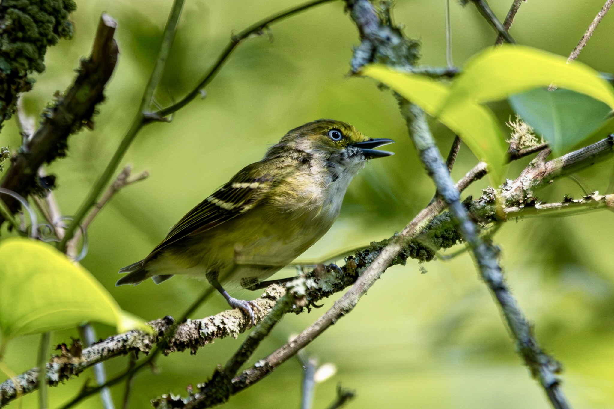 White-eyed vireo stands in profile while singing from a tree branch surrounded by leaves.