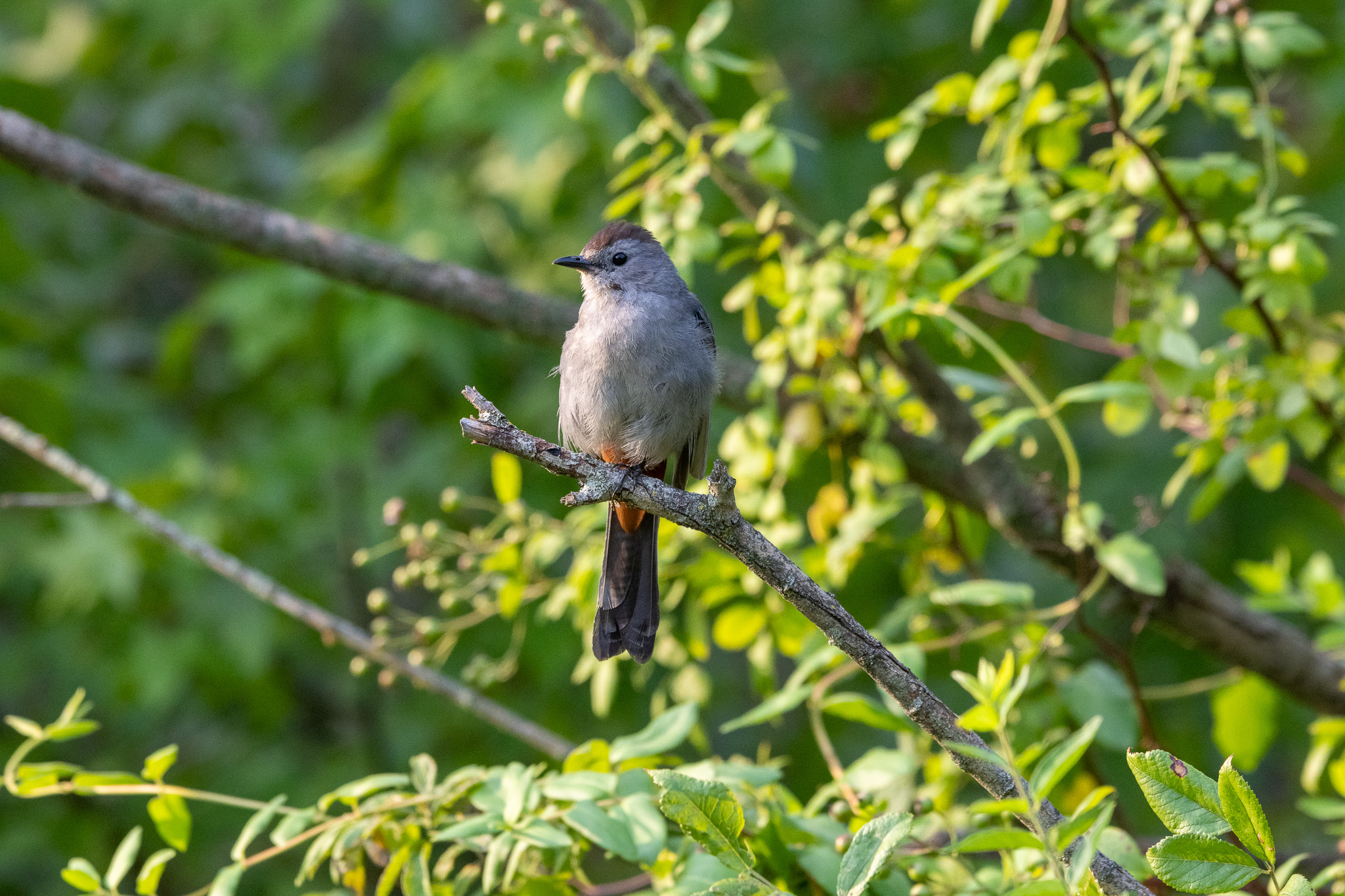 A gray catbird perches on a tree branch with plenty of green leaves behind it. The bird has a black "Mohawk" topping its head. The bird's reddish rump is also visible.