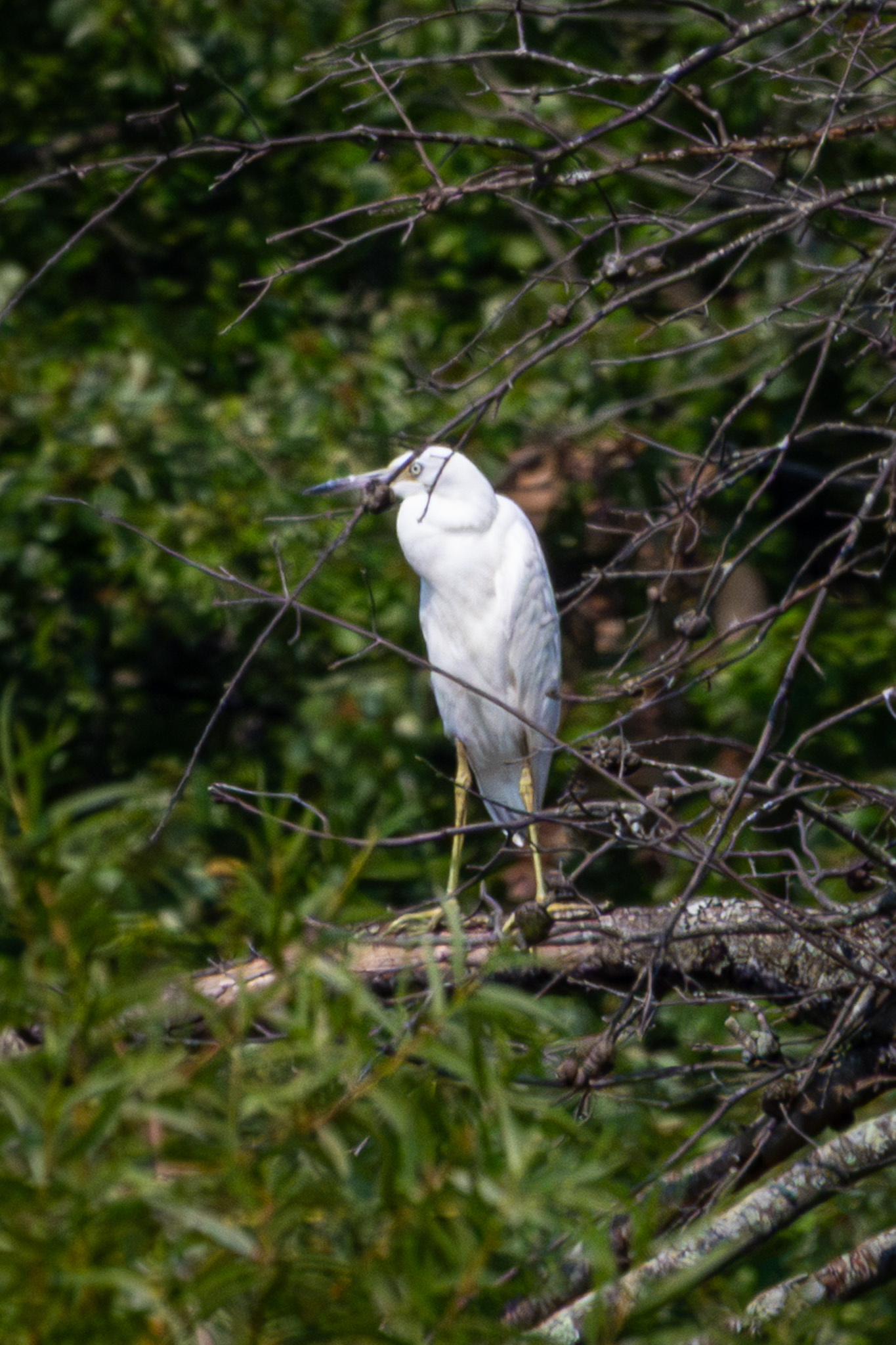 A white juvenile little blue heron stands on a branch in a tree.
