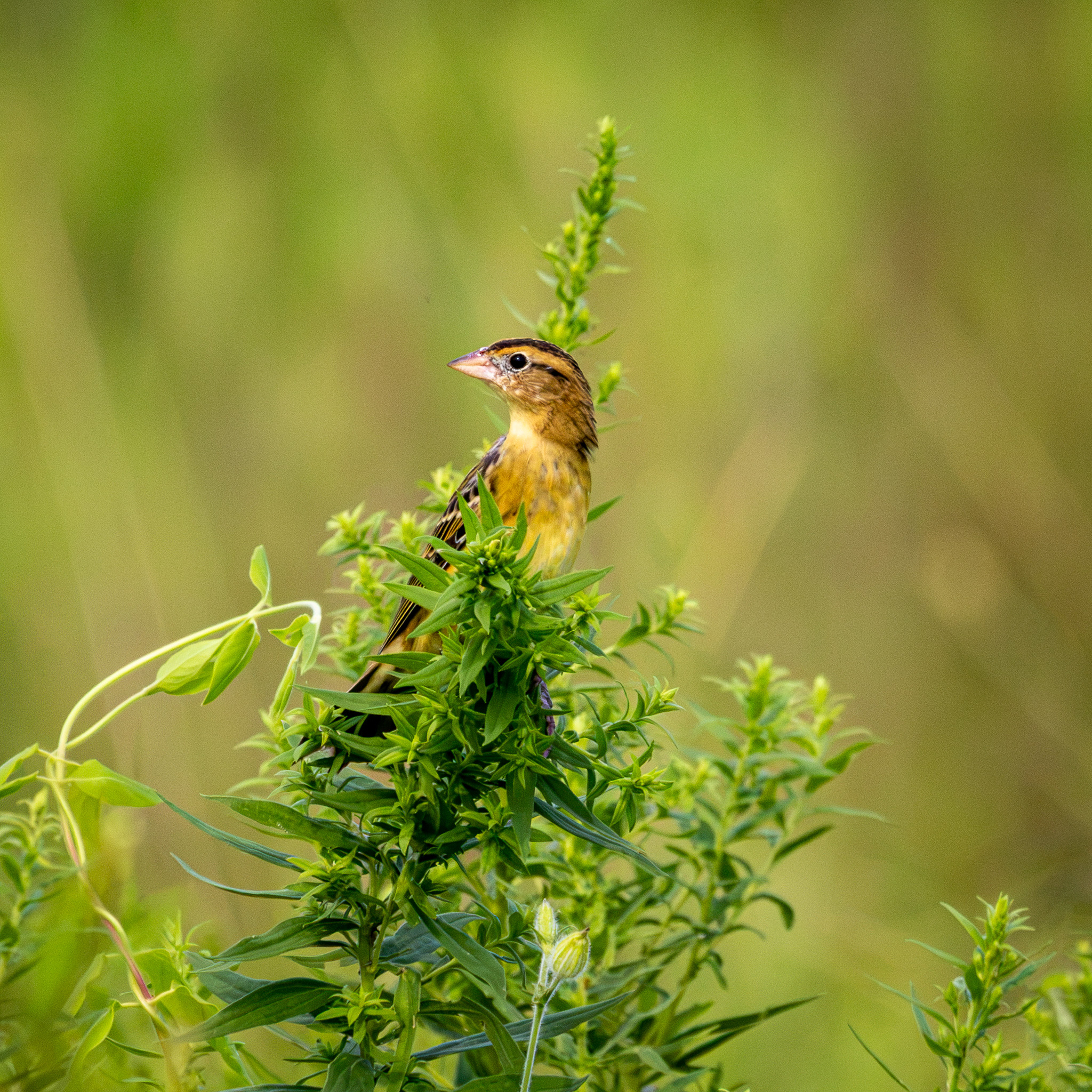 A bobolink turns its head while perched atop a green shrub. The bird's head is mostly tan with a yellow beak, and the breast is yellow below a streaky brown neck.