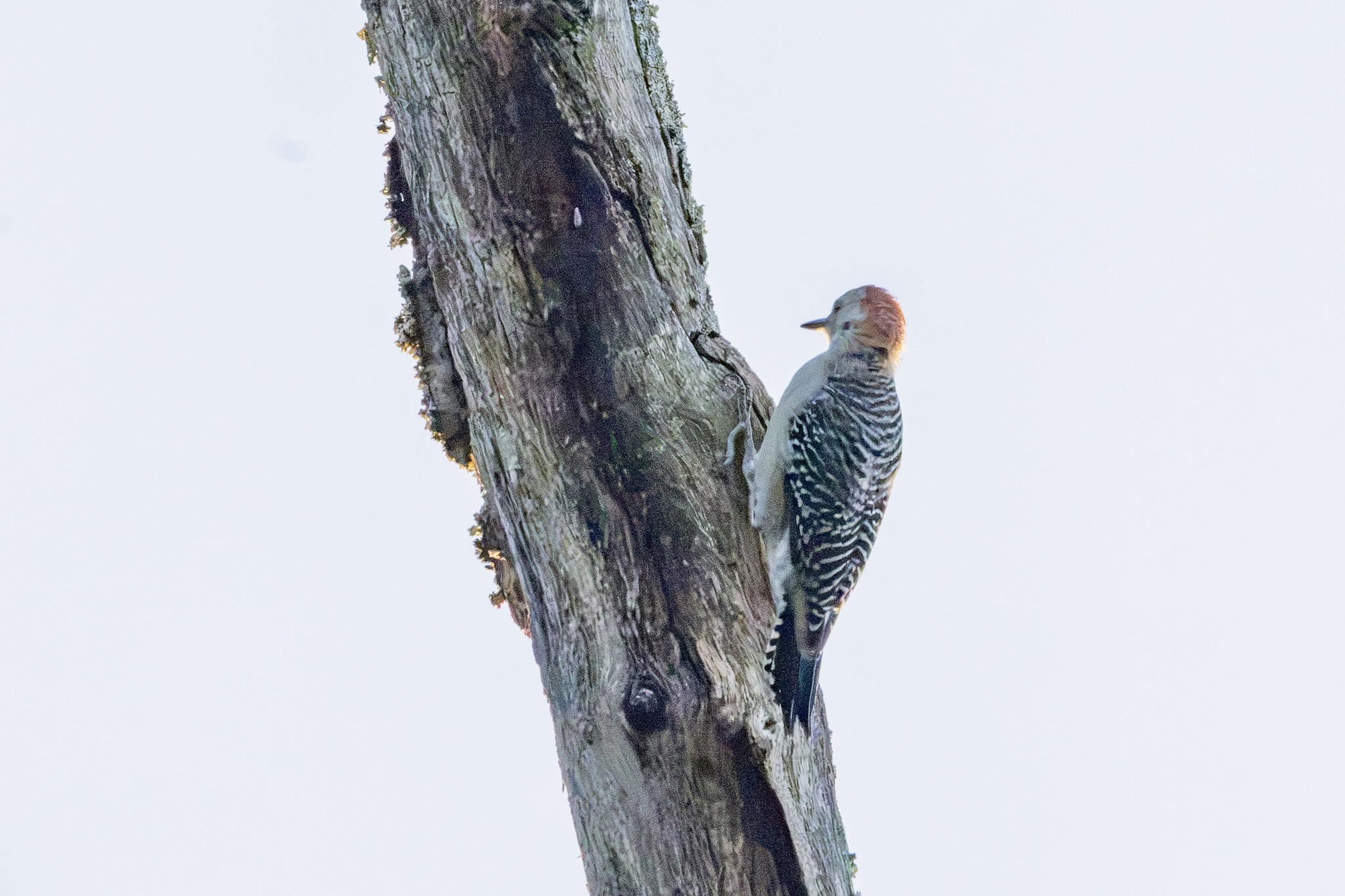 A red bellied woodpecker poises itself to strike a bare tree.