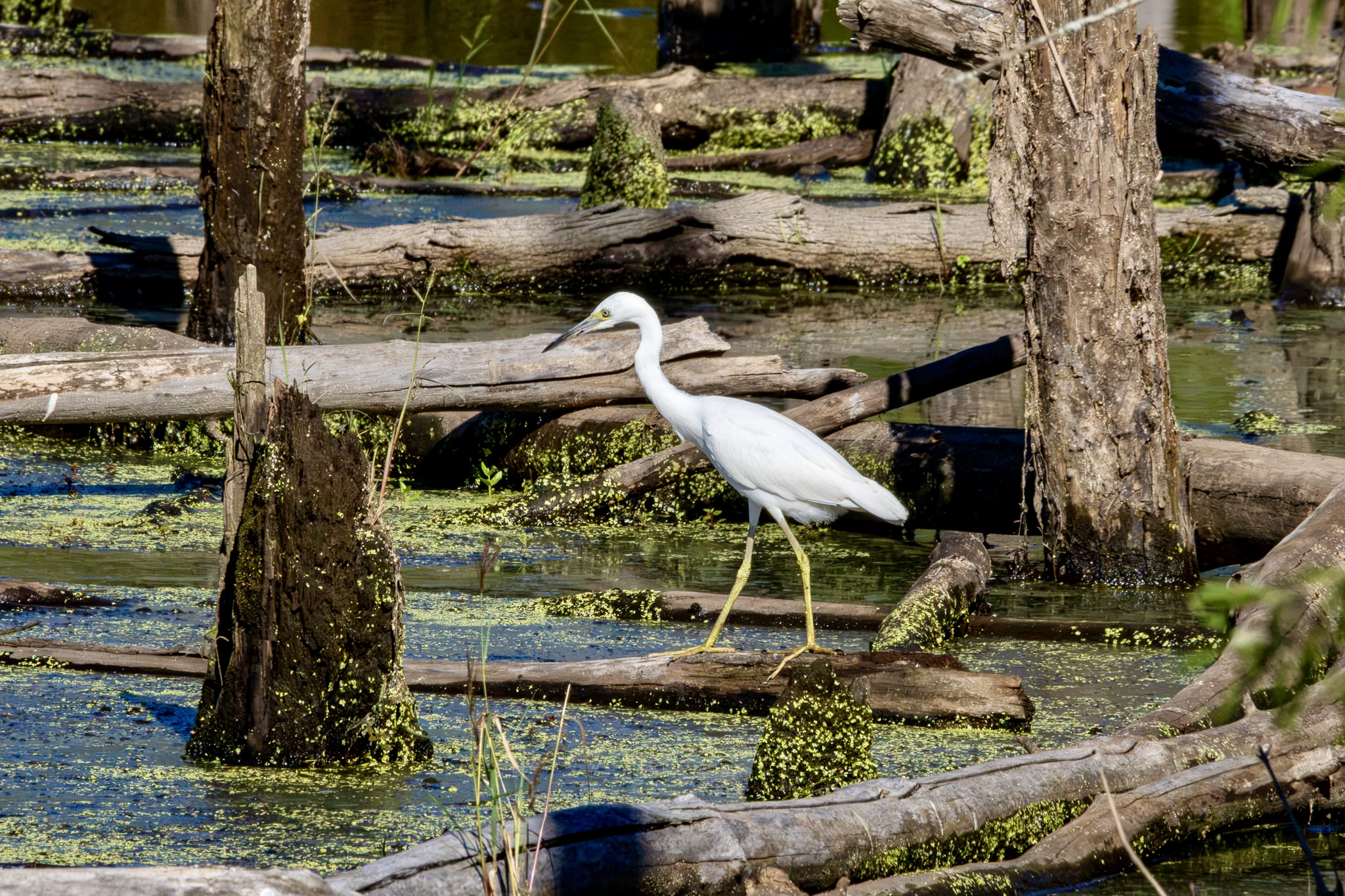 An immature little blue heron, with white plumage, struts in a swamp.