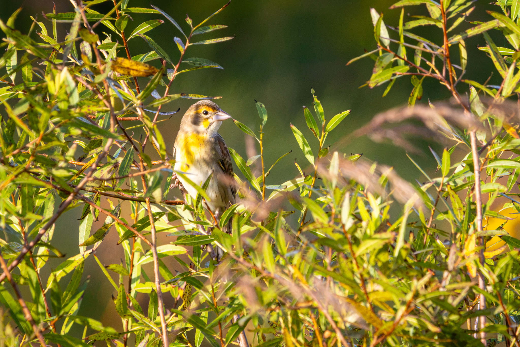 A dickcissel peeks out from the grasses in which it is perched. The bird has a yellow throat and eye stripe, a white abdoment and brown wings.