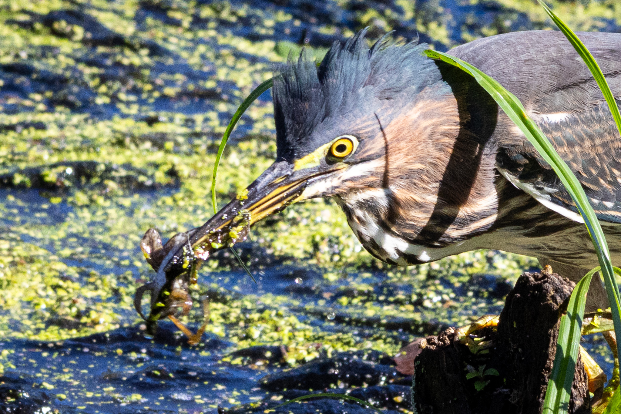 A green heron snags a small frog from the water and clutches it in its beak. The bird's gray crest has raised up.