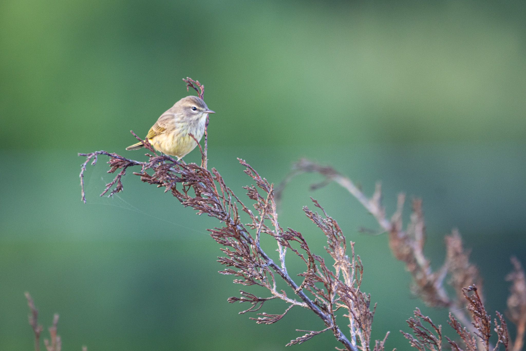 A palmer warbler perches on the branch of a small tree, with green grasses in the background.