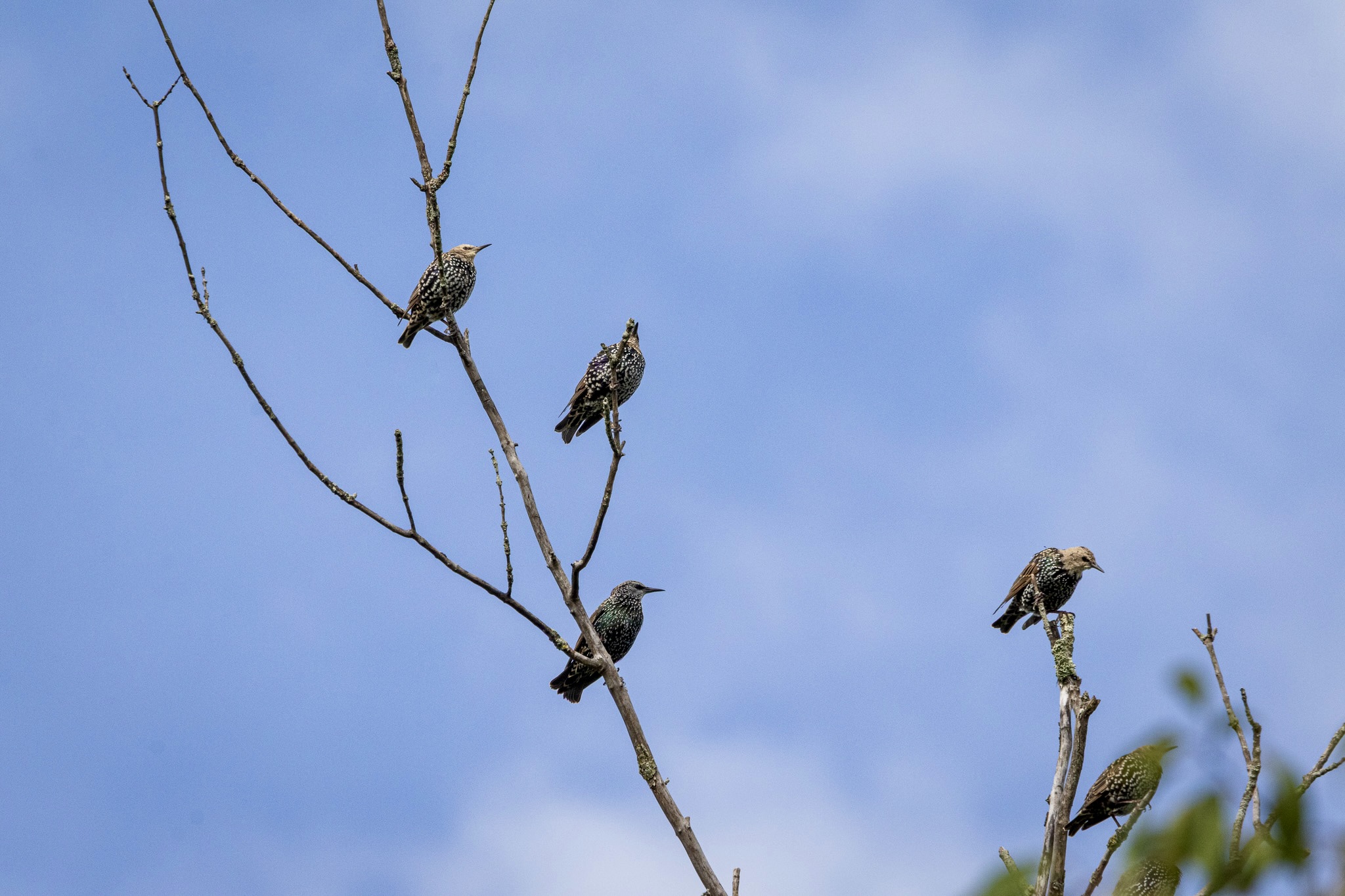 Five starlings sit on bare branches at the top of a tree with a blue sky overhead.