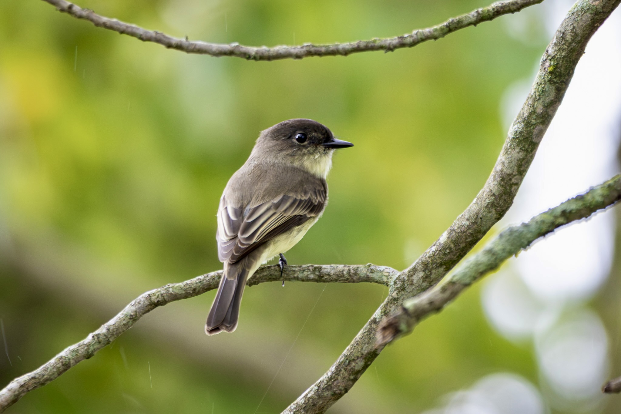 An Eastern phoebe perches on a horizontal tree branch. The bird has an olive green back and a white breast with hints of yellow.