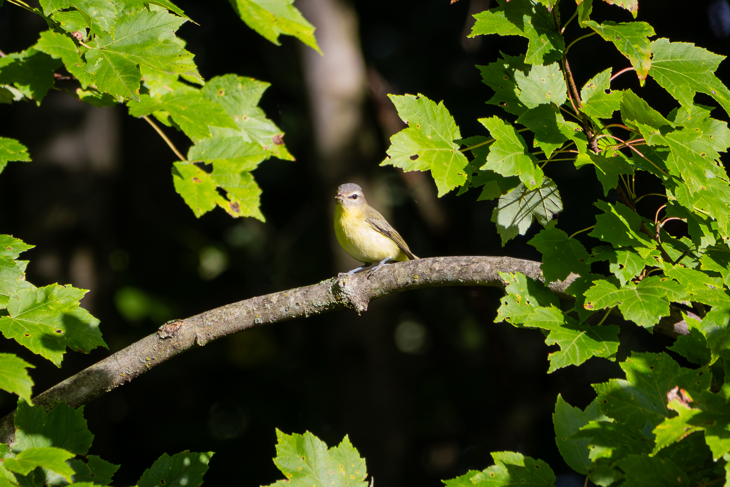 A Philadelphia vireo perches on a branch in a maple tree, surrounded by green leaves.