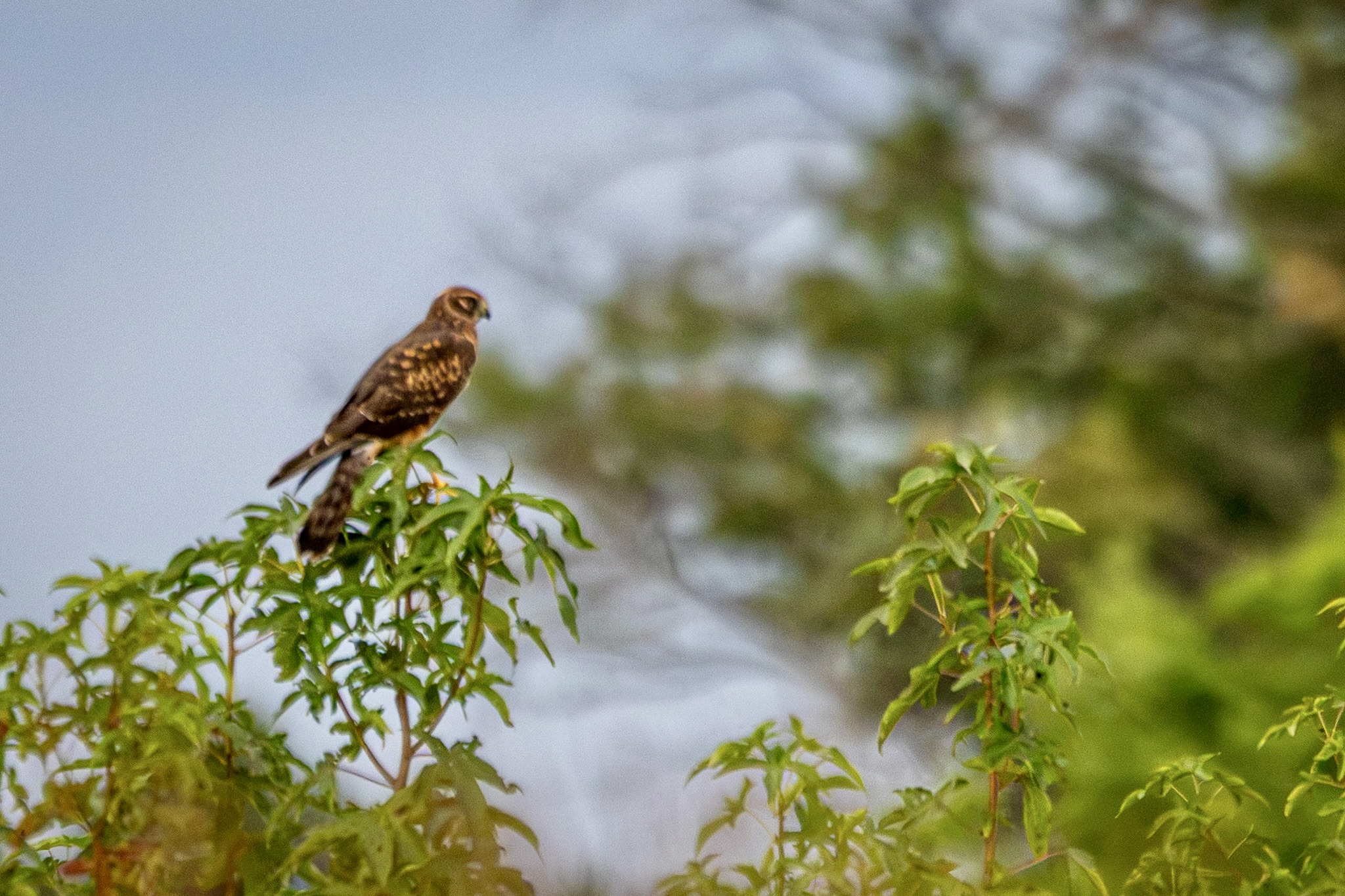 A Northern harrier leans forward while perched atop a small tree with green leaves.