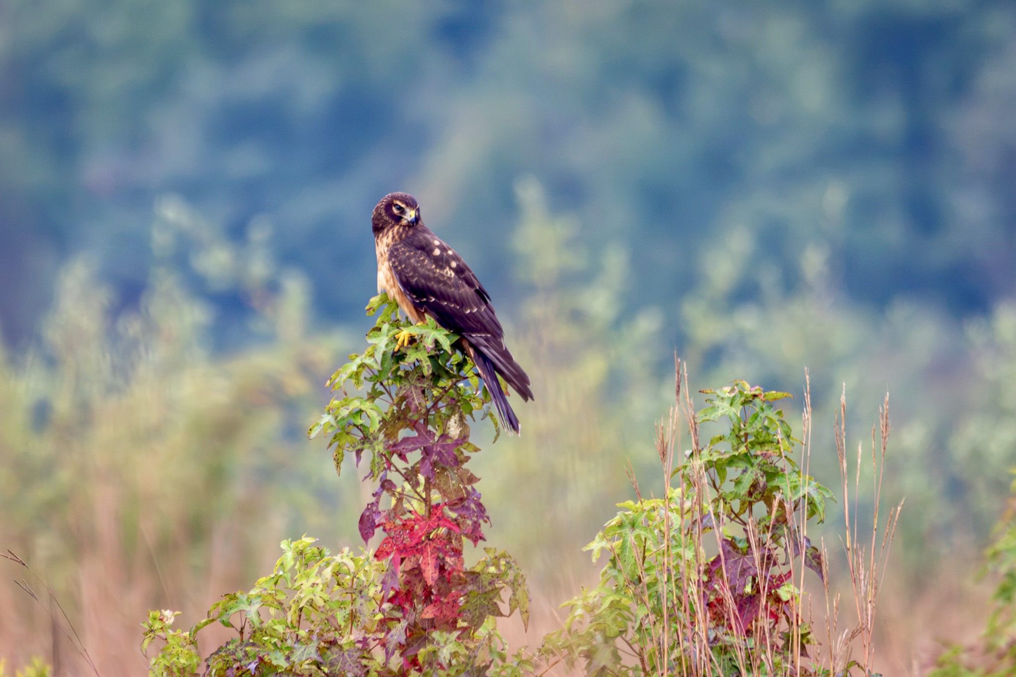 A female Northern harrier perches on a small tree with green leaves up top and leaves turned red at the bottom. The bird is turning her head to the left.